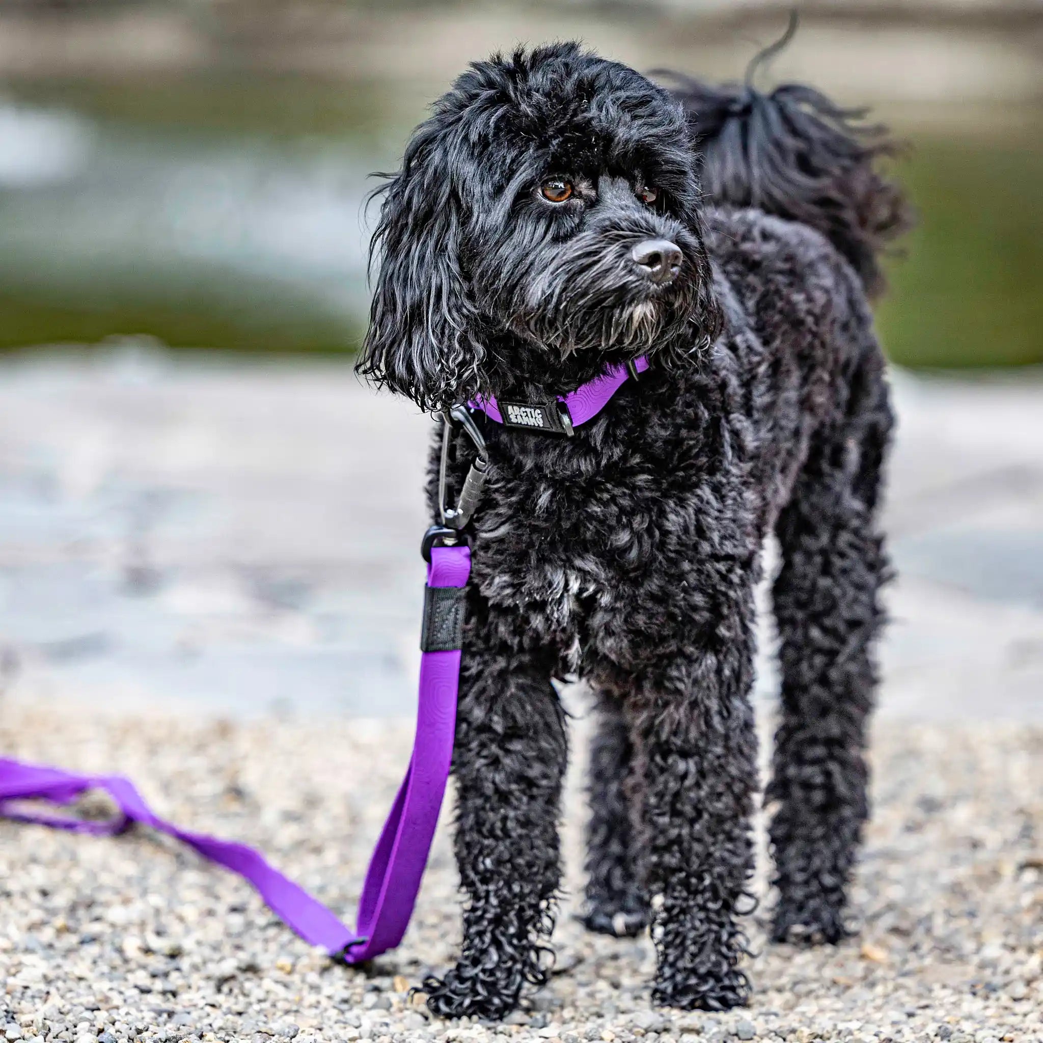 Purple Terraflow Traffic Handle Leash