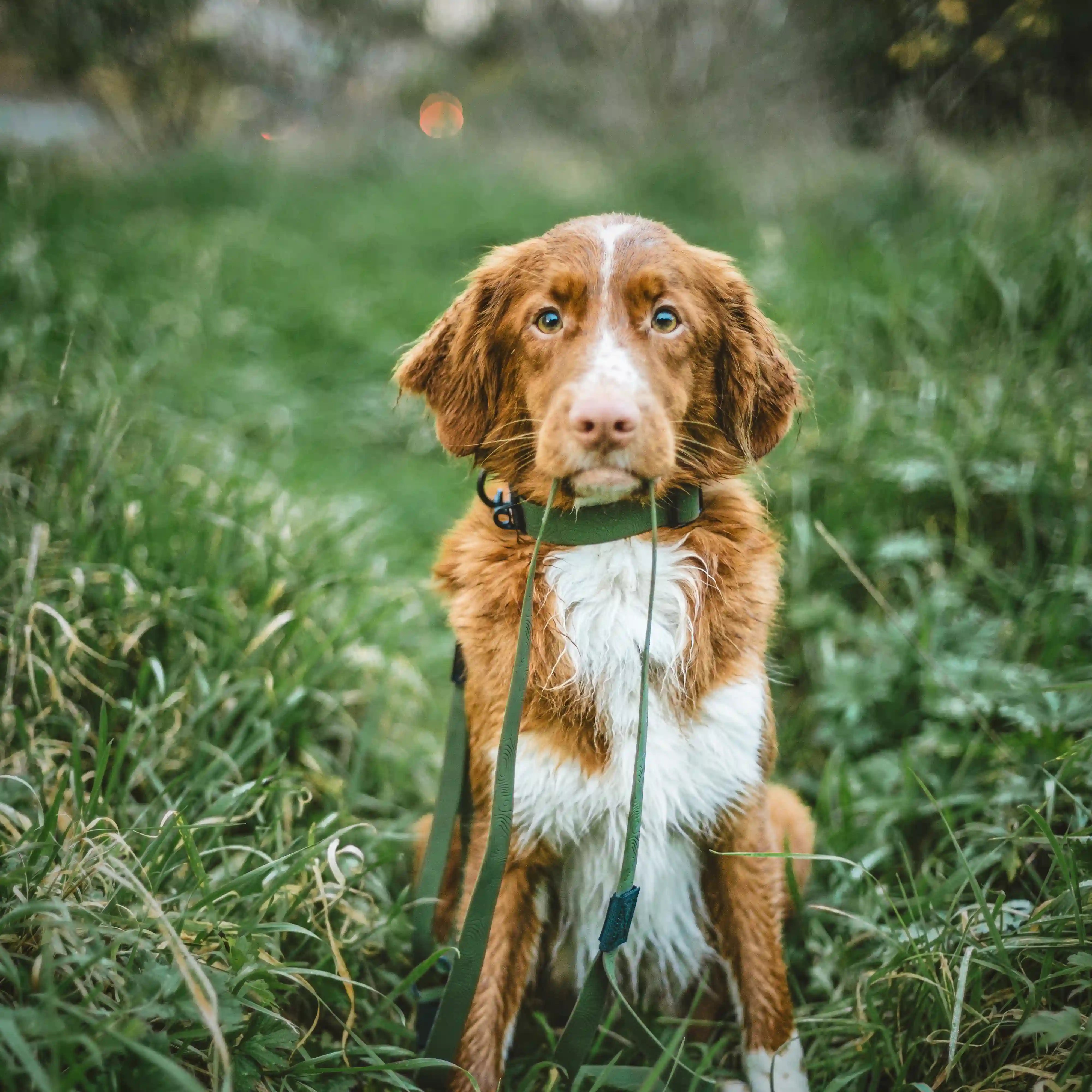 Olive Terraflow Waterproof Dog Collar