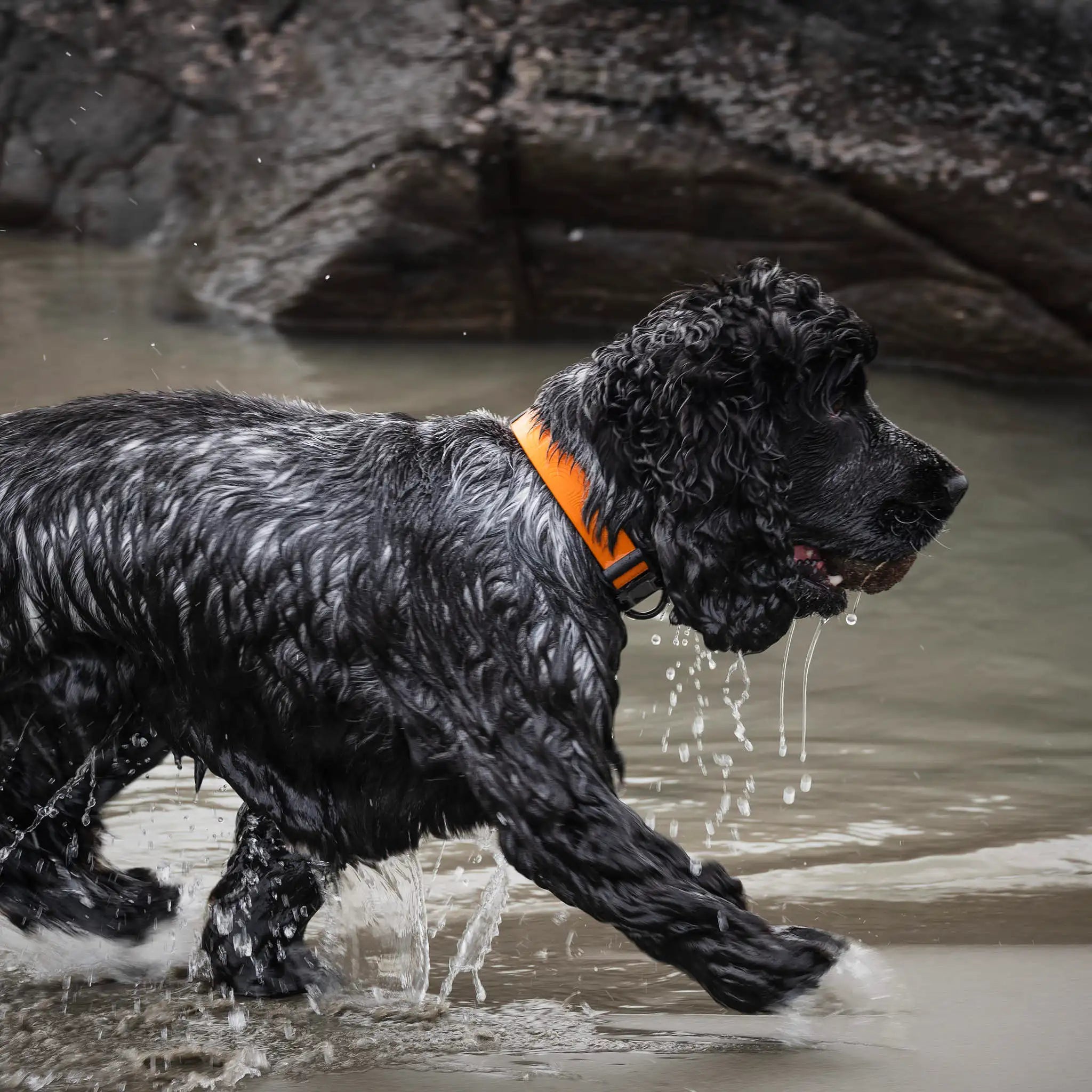 Orange Terraflow Waterproof Dog Collar