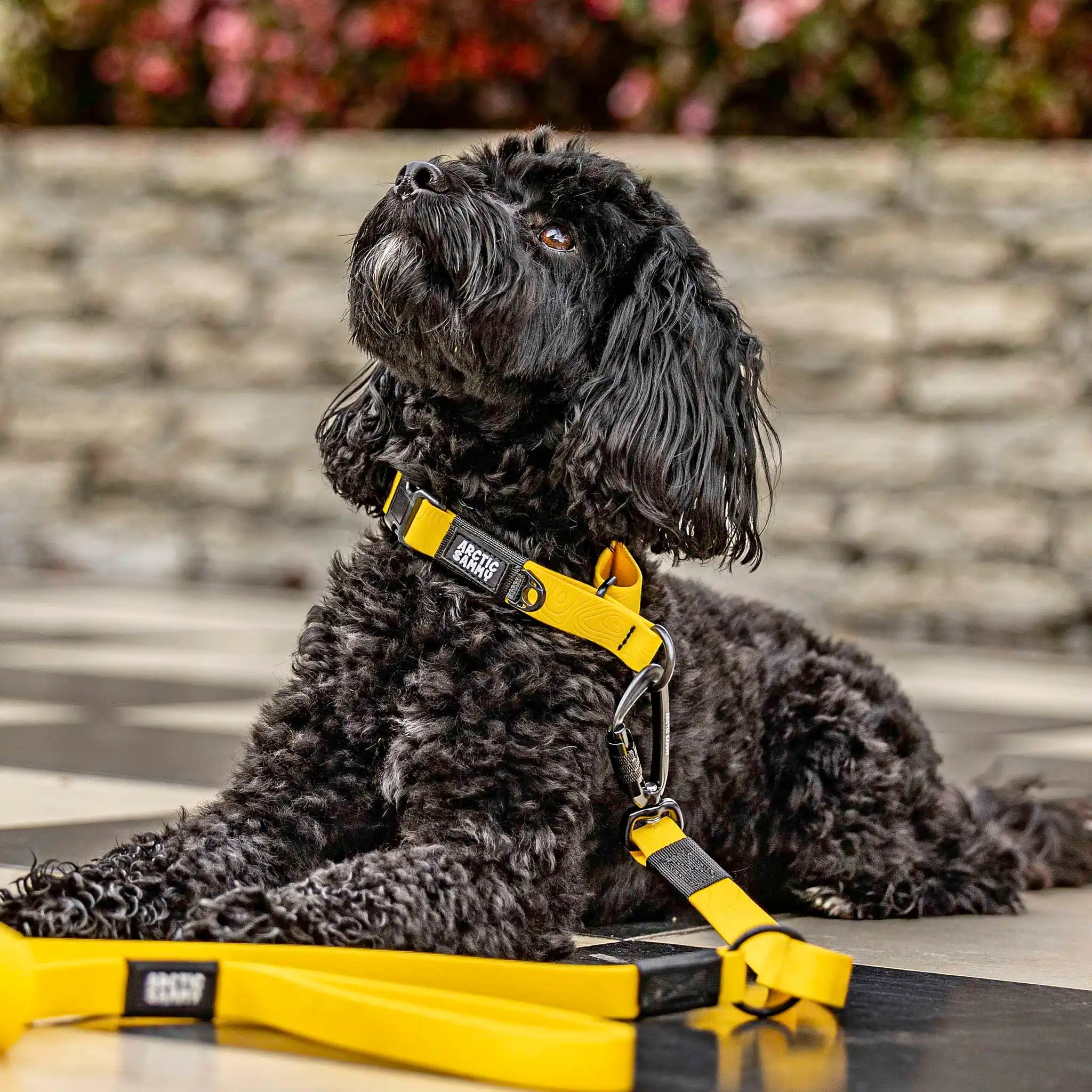 Mustard Yellow Terraflow Waterproof Martingale Dog Collar