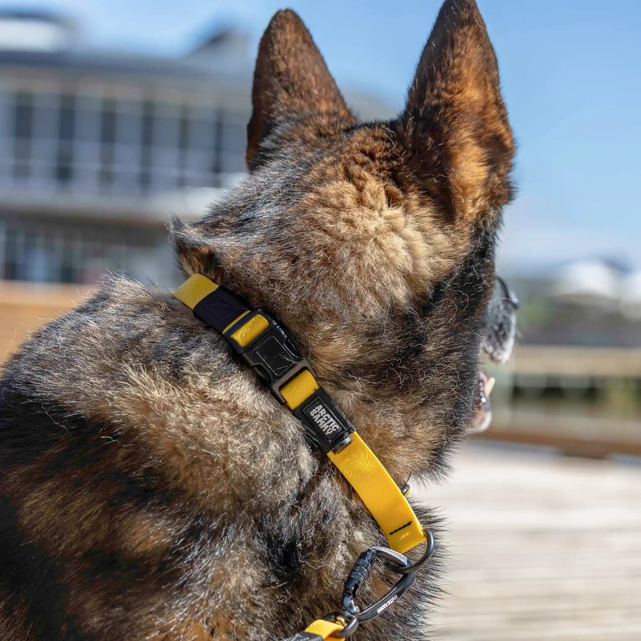 Mustard Yellow Terraflow Waterproof Martingale Dog Collar