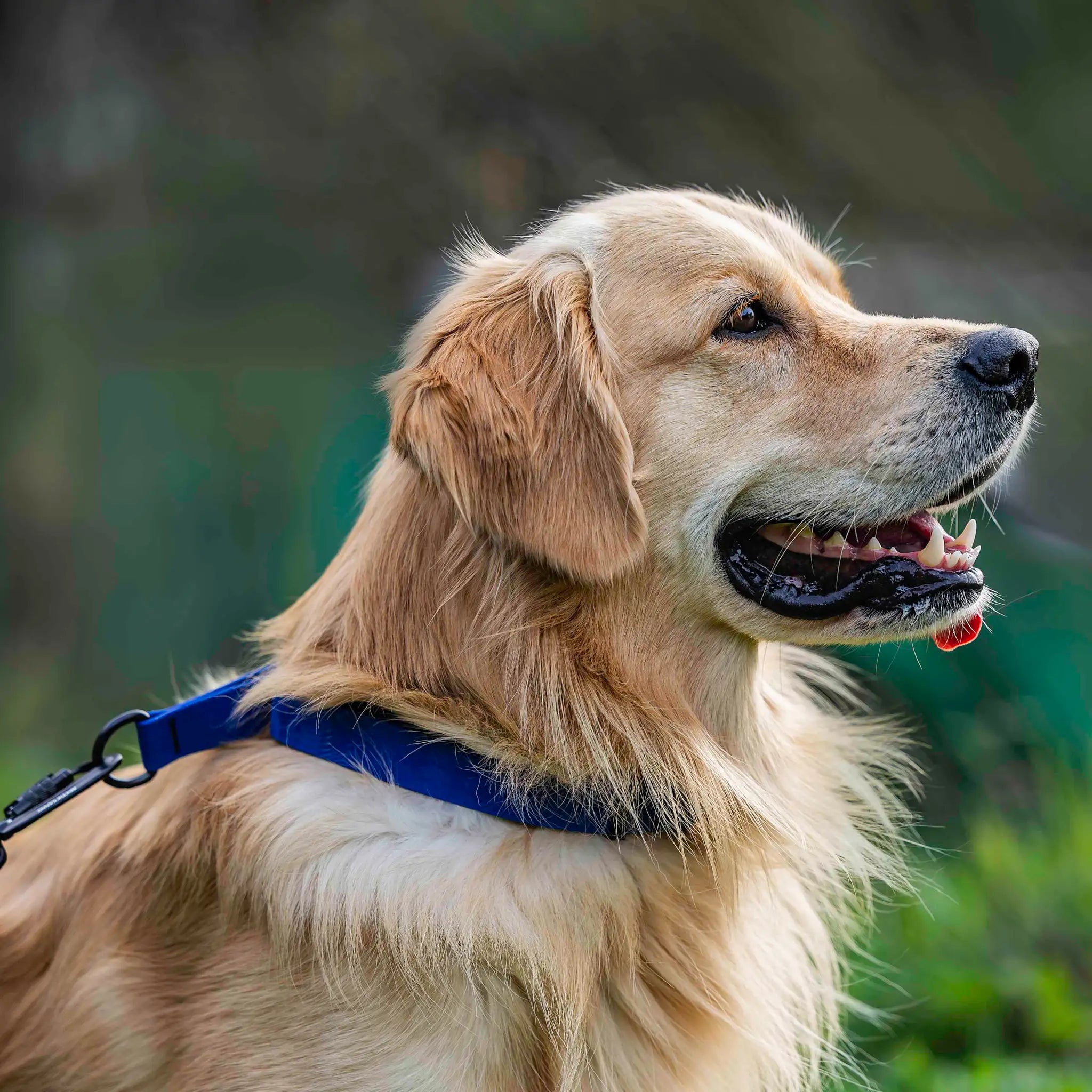 Navy Blue Terraflow Waterproof Martingale Dog Collar