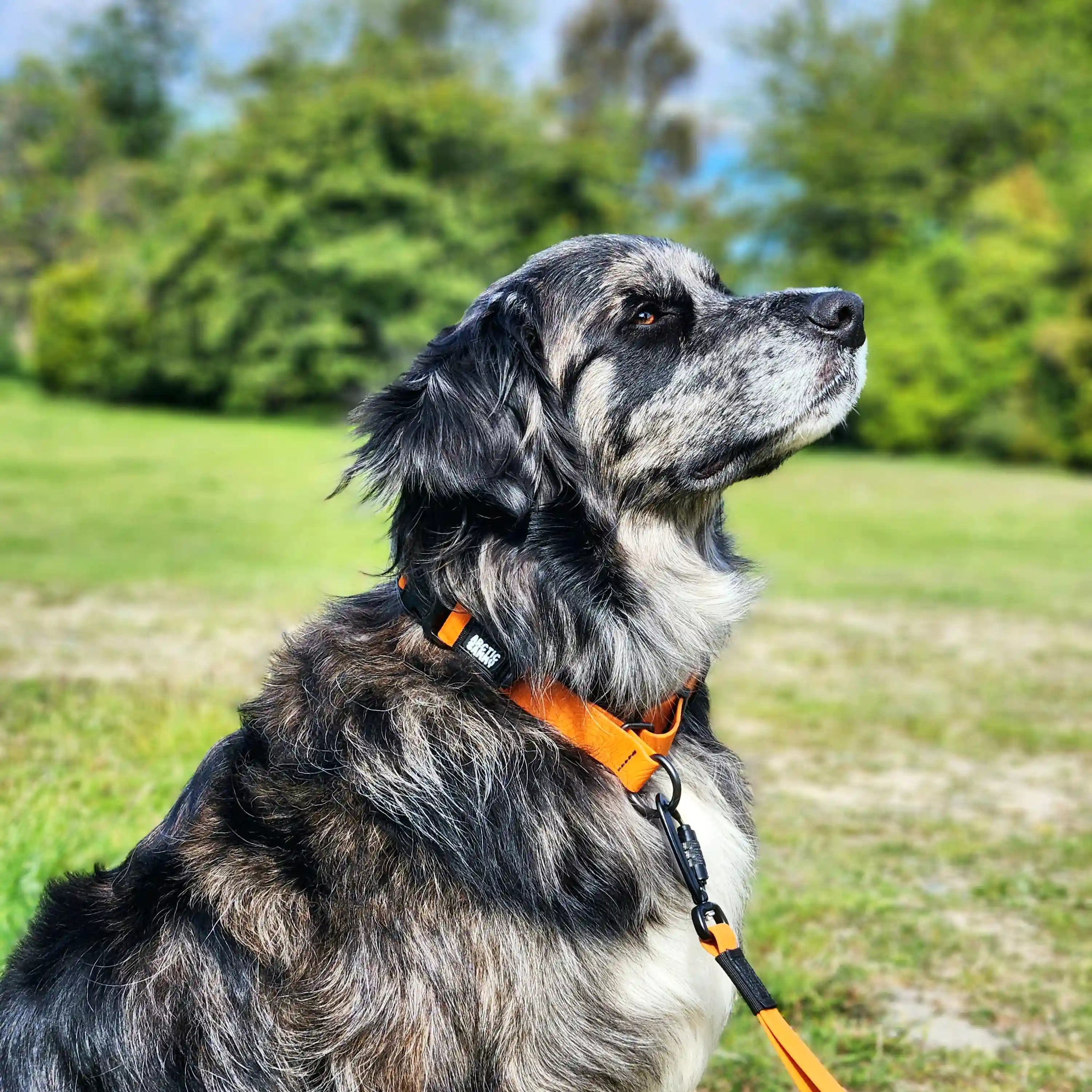 Orange Terraflow Waterproof Martingale Dog Collar