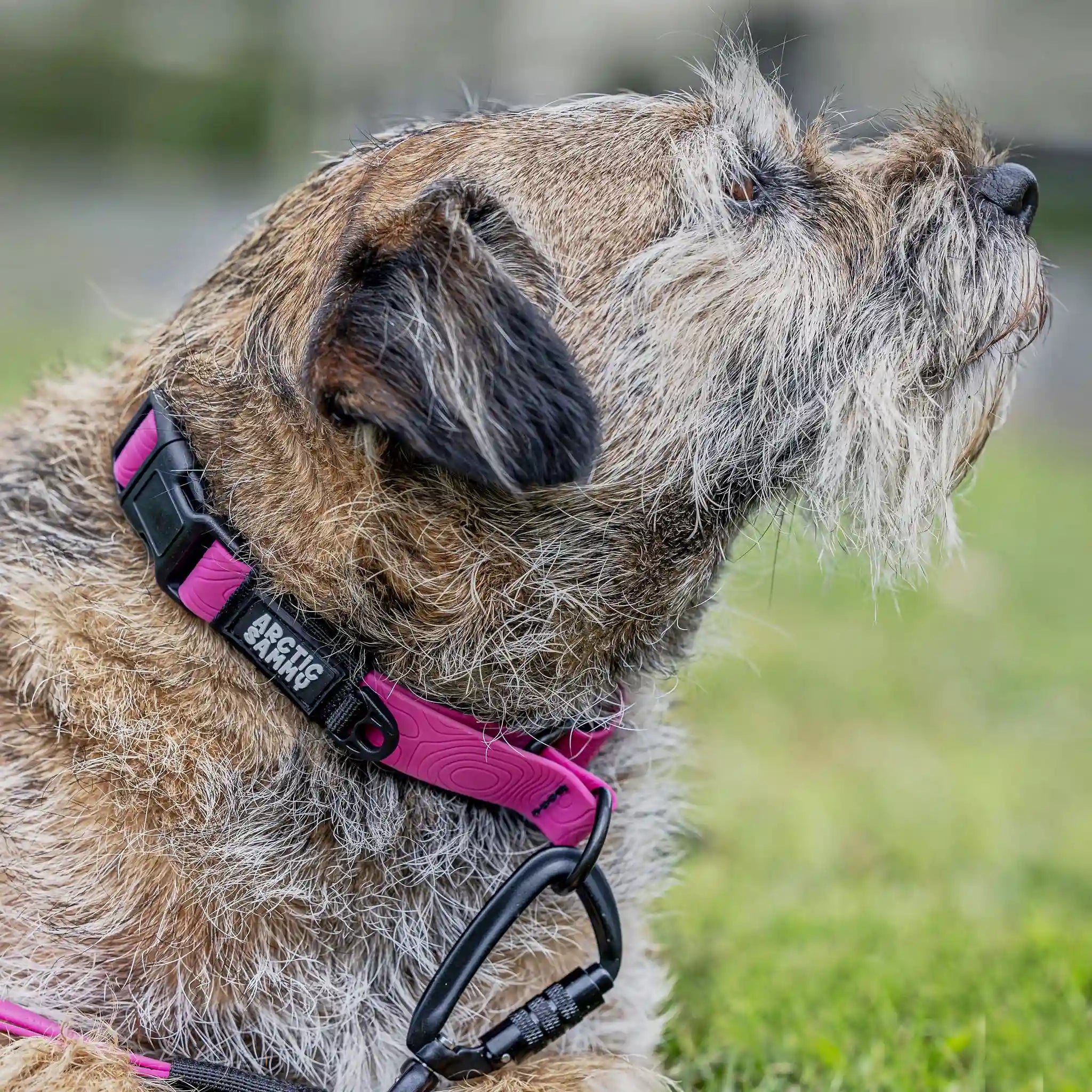 Pink Terraflow Waterproof Martingale Dog Collar