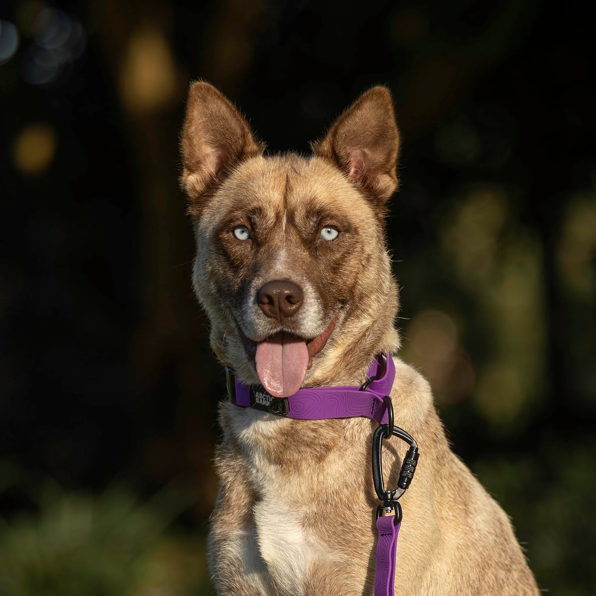 Purple Terraflow Waterproof Martingale Dog Collar