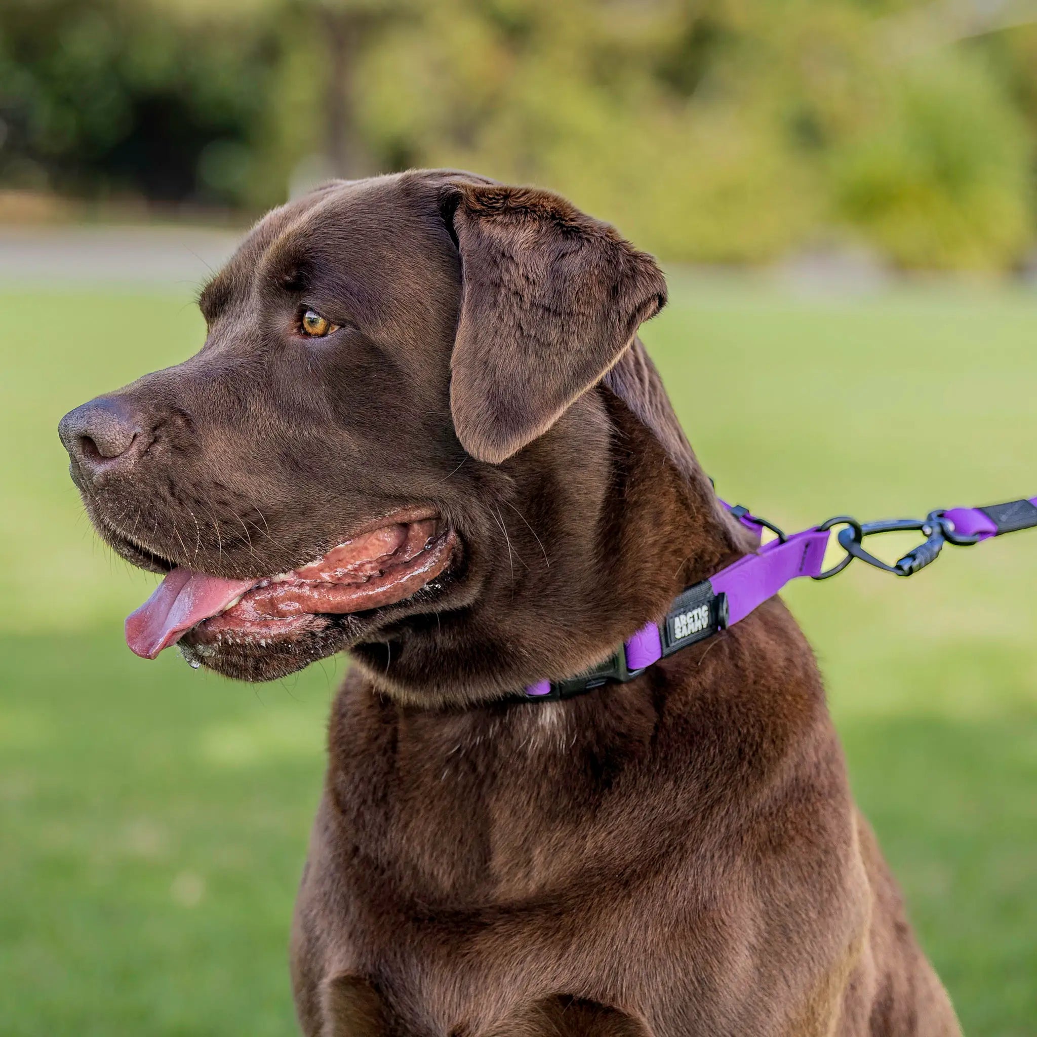 Purple Terraflow Waterproof Martingale Dog Collar