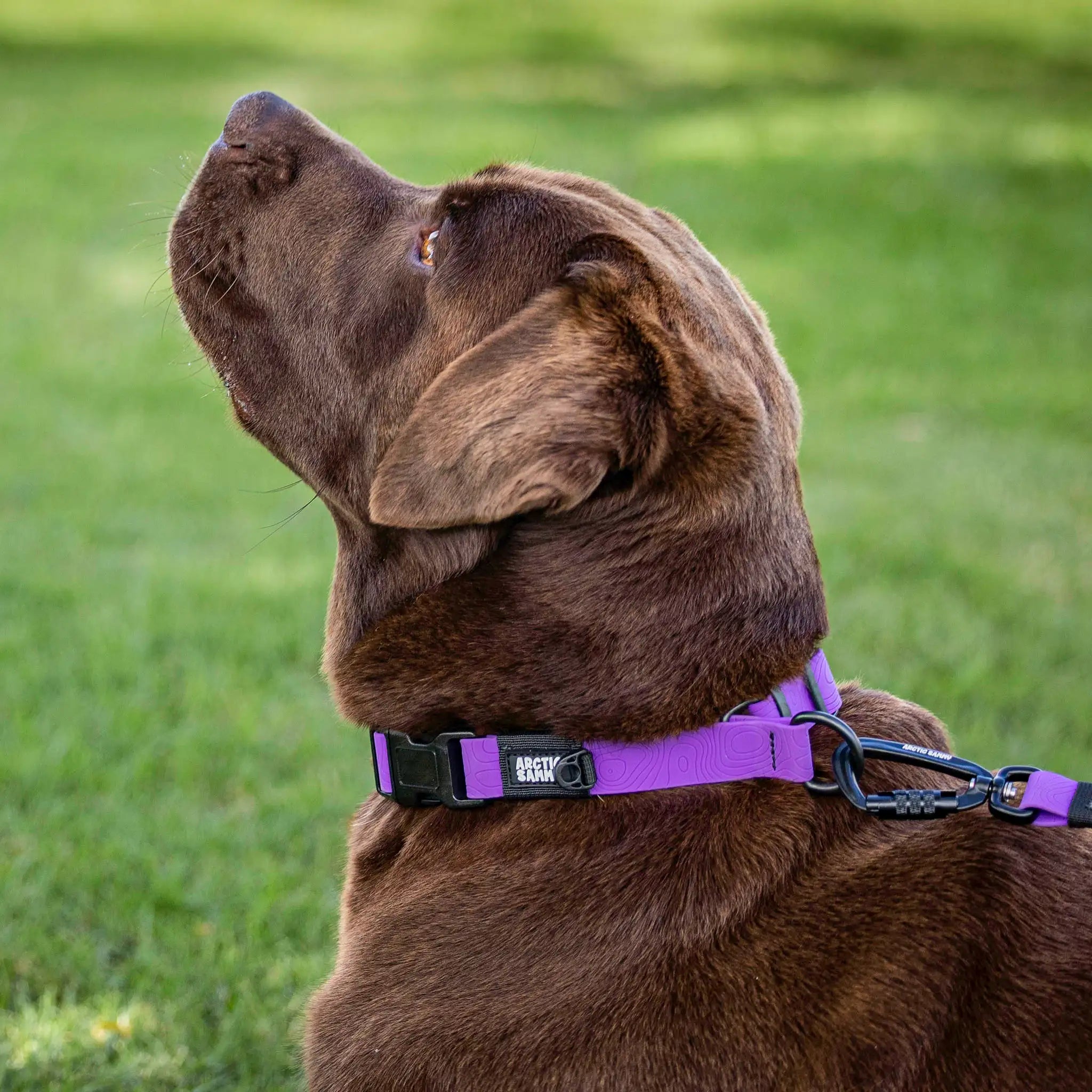 Purple Terraflow Waterproof Martingale Dog Collar