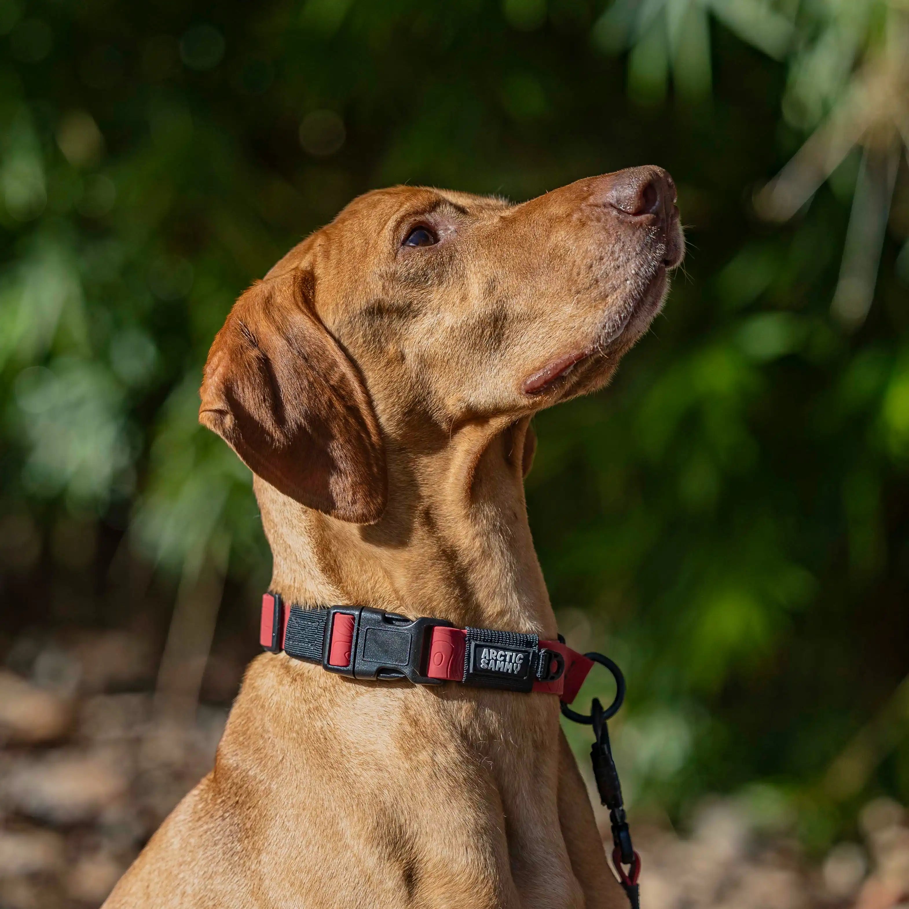 Ruby Red Terraflow Waterproof Martingale Dog Collar