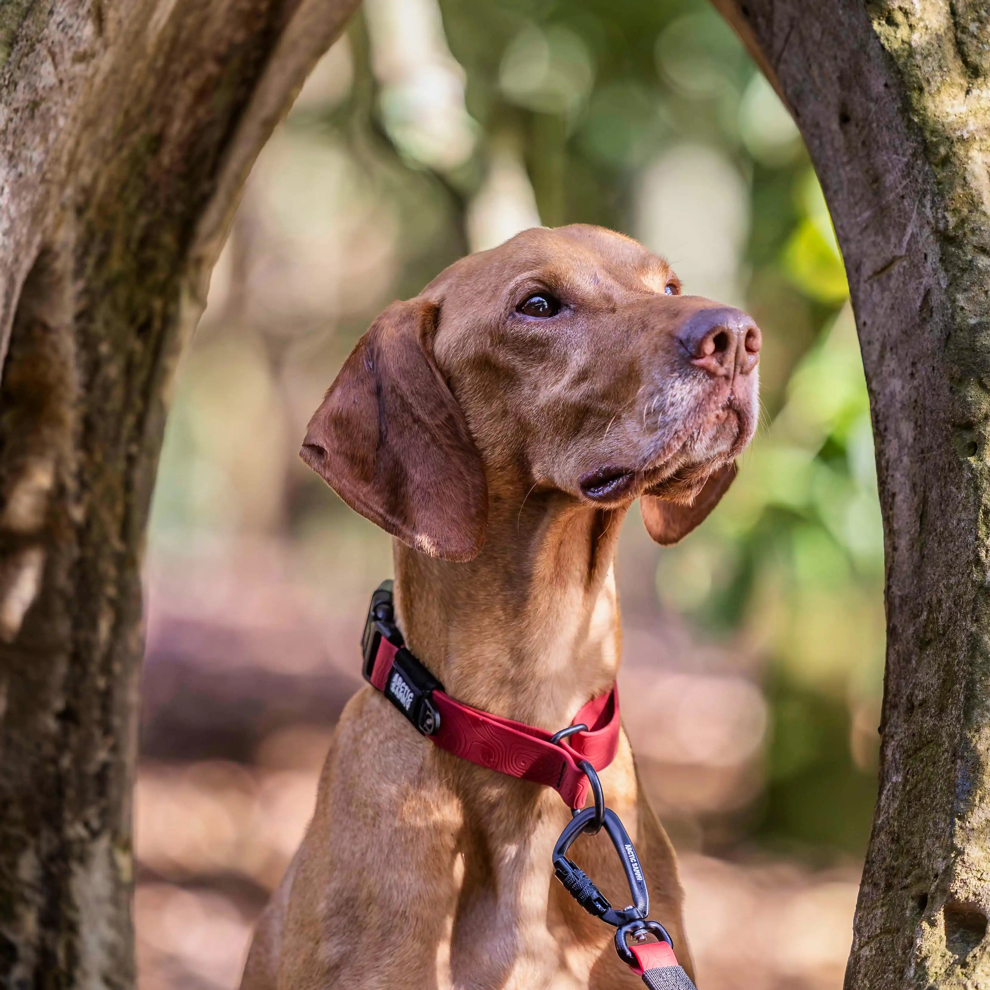 Ruby Red Terraflow Waterproof Martingale Dog Collar
