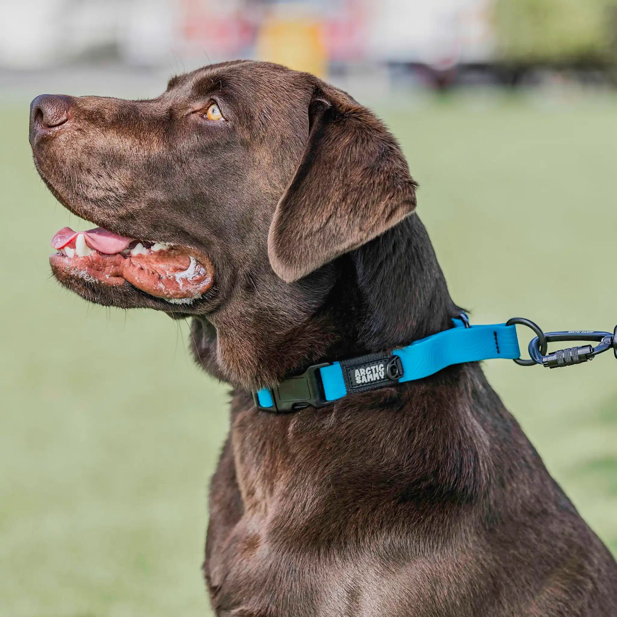 Teal Terraflow Waterproof Martingale Dog Collar