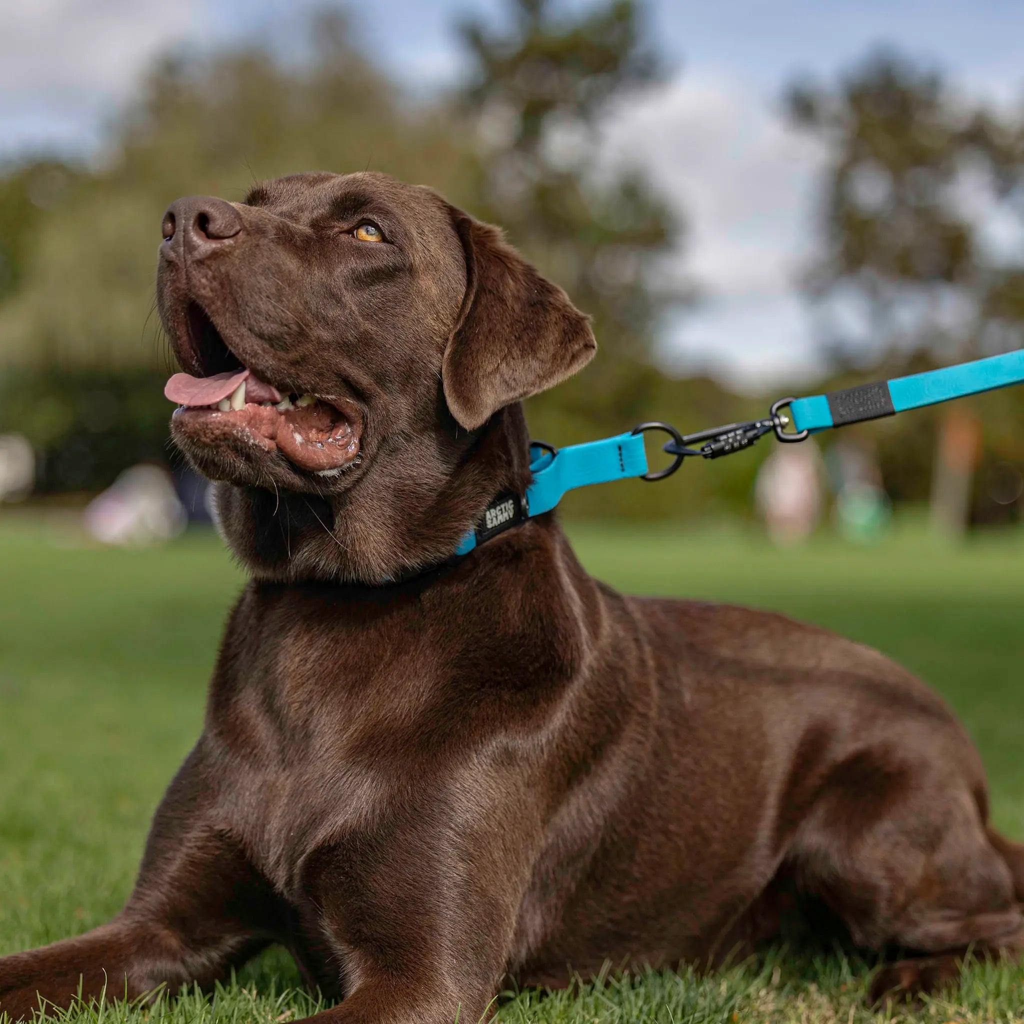 Teal Terraflow Waterproof Martingale Dog Collar