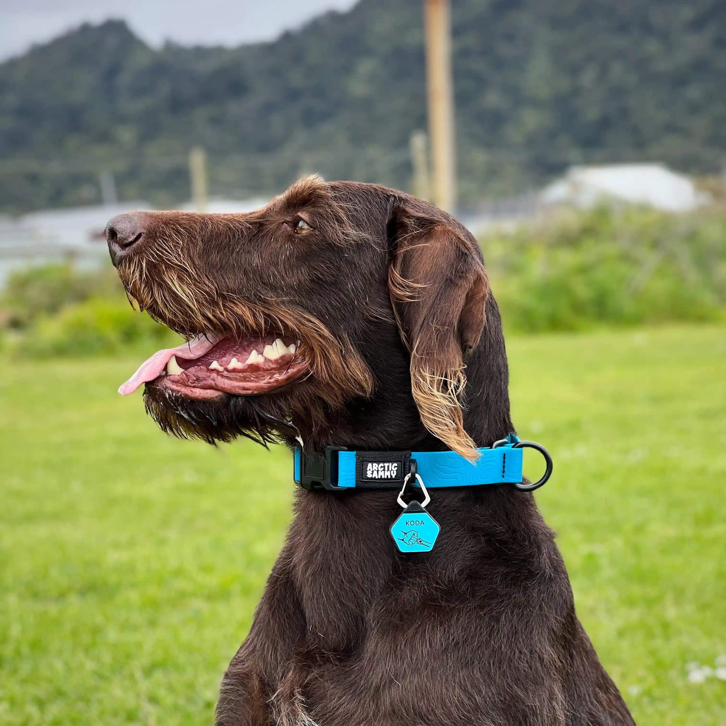 Teal Terraflow Waterproof Martingale Dog Collar