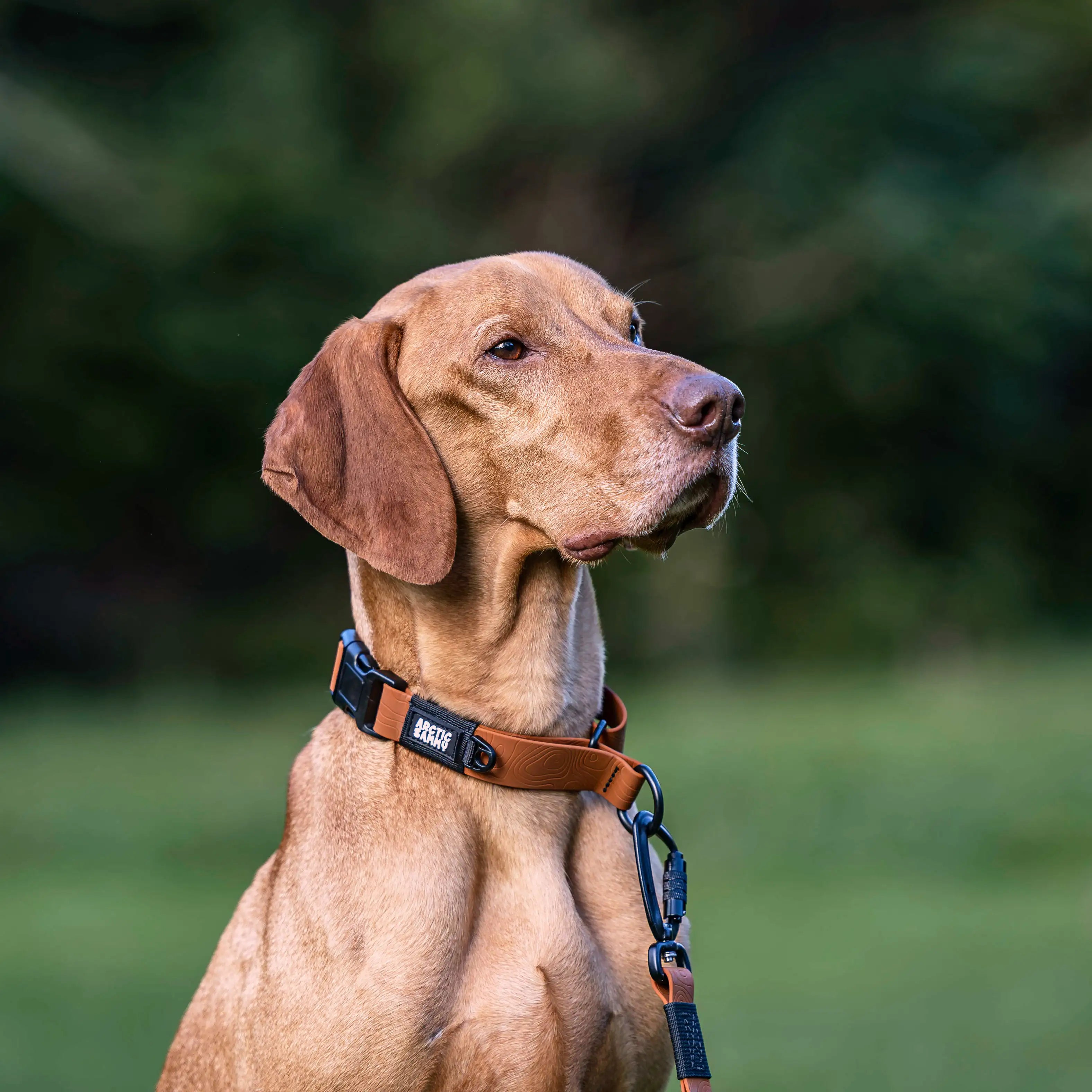 Toffee Brown Terraflow Waterproof Martingale Dog Collar