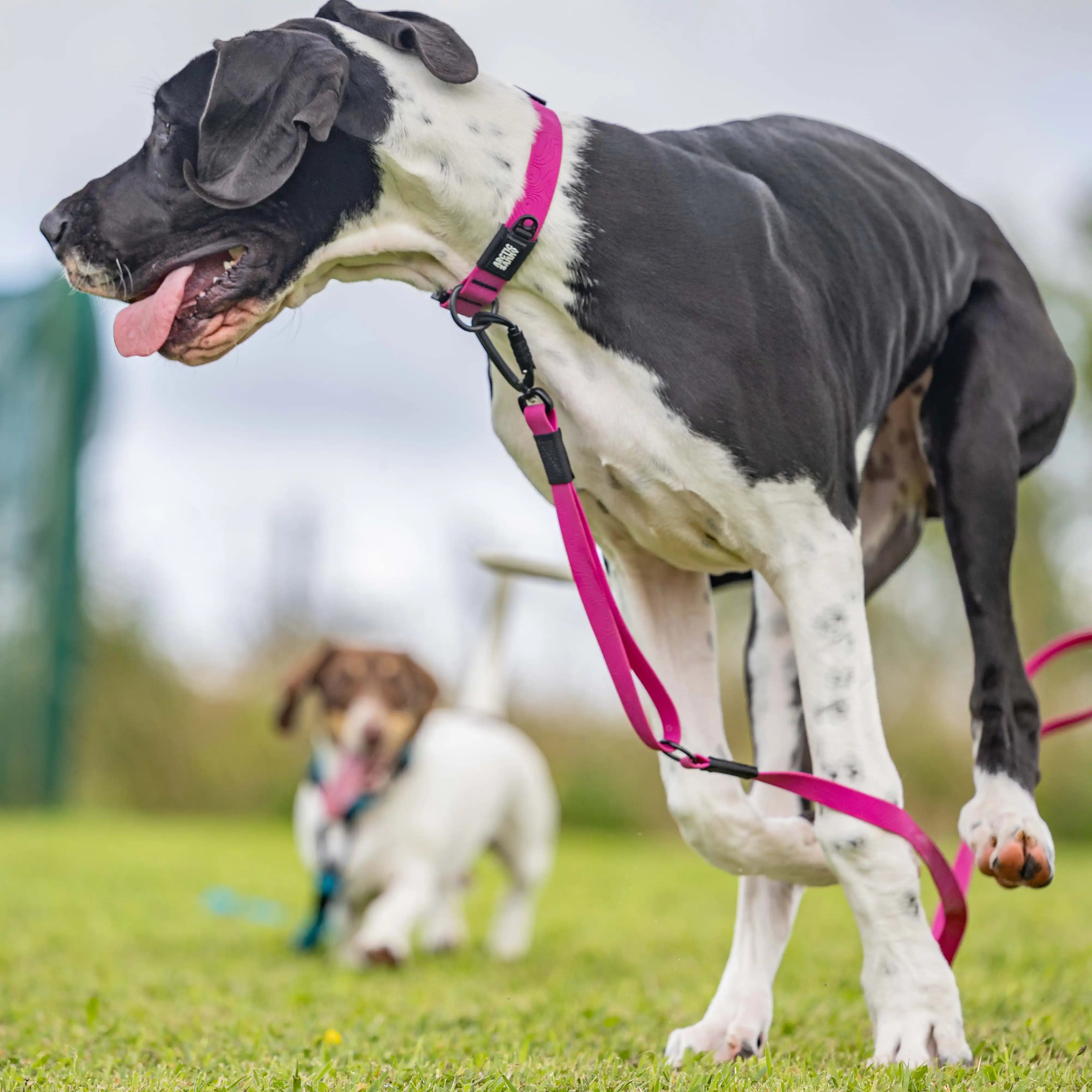 Pink Terraflow Waterproof Dog Collar