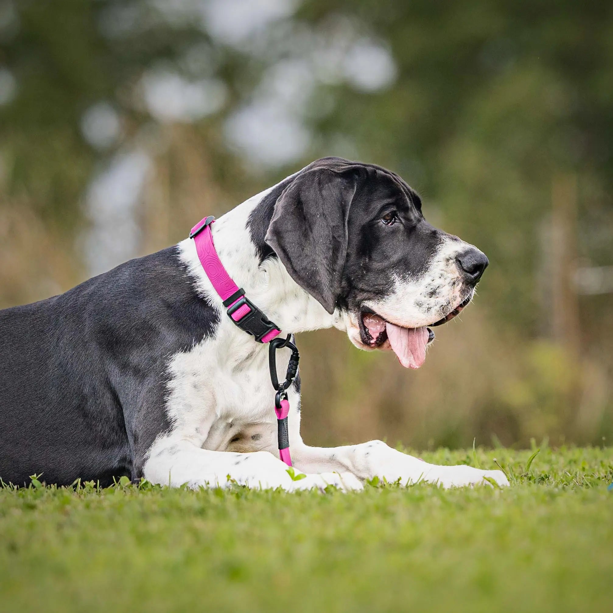 Pink Terraflow Waterproof Dog Collar