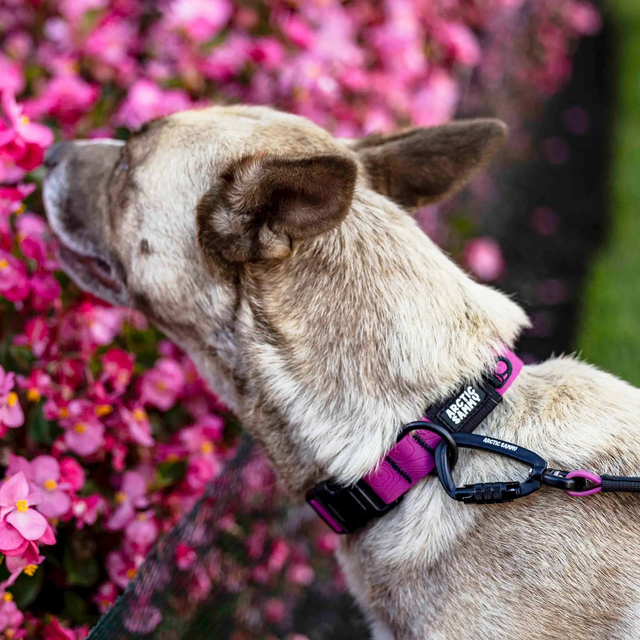 Pink Terraflow Waterproof Dog Collar