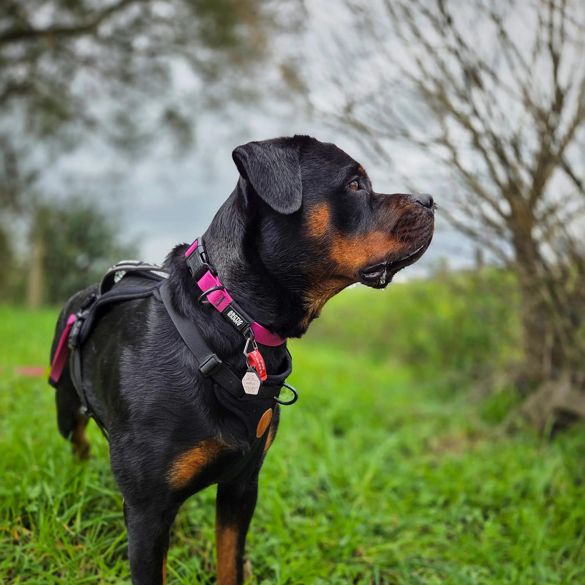 Pink Terraflow Waterproof Dog Collar