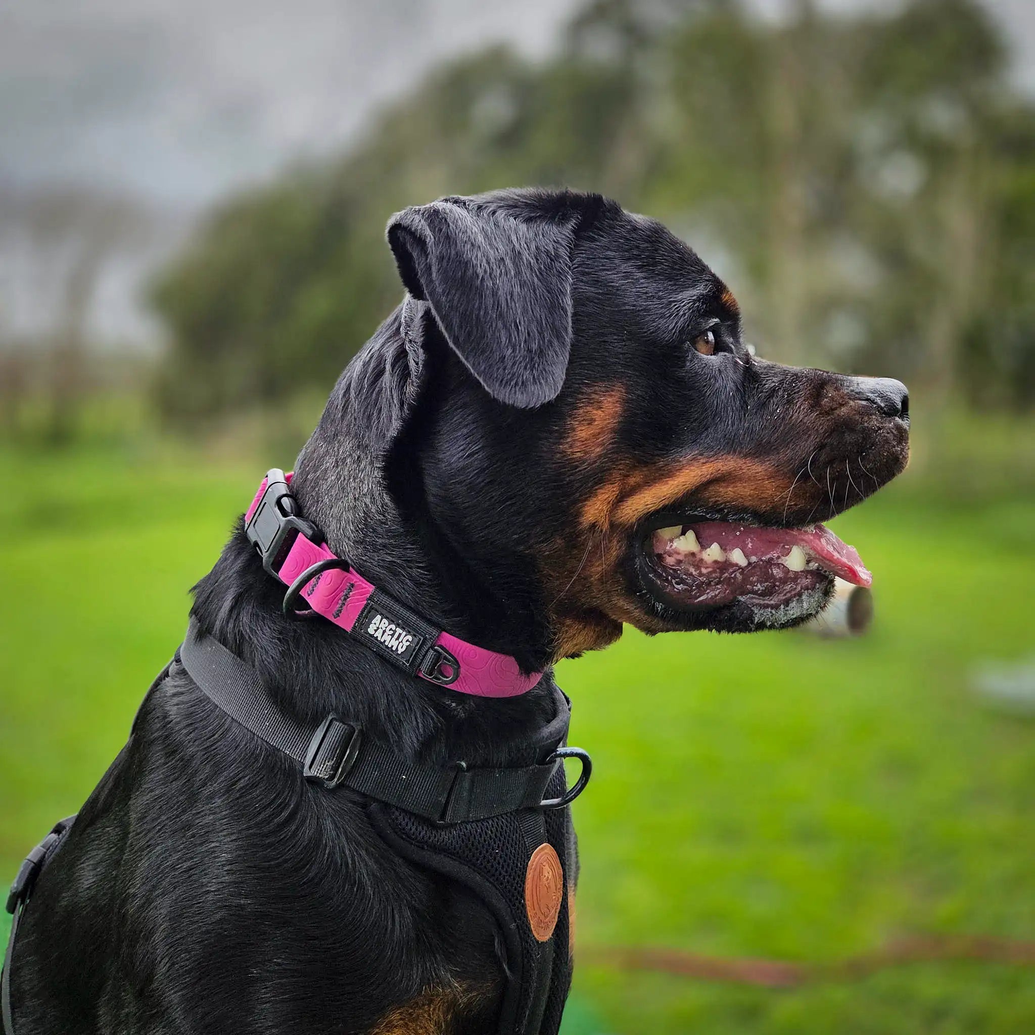 Pink Terraflow Waterproof Dog Collar