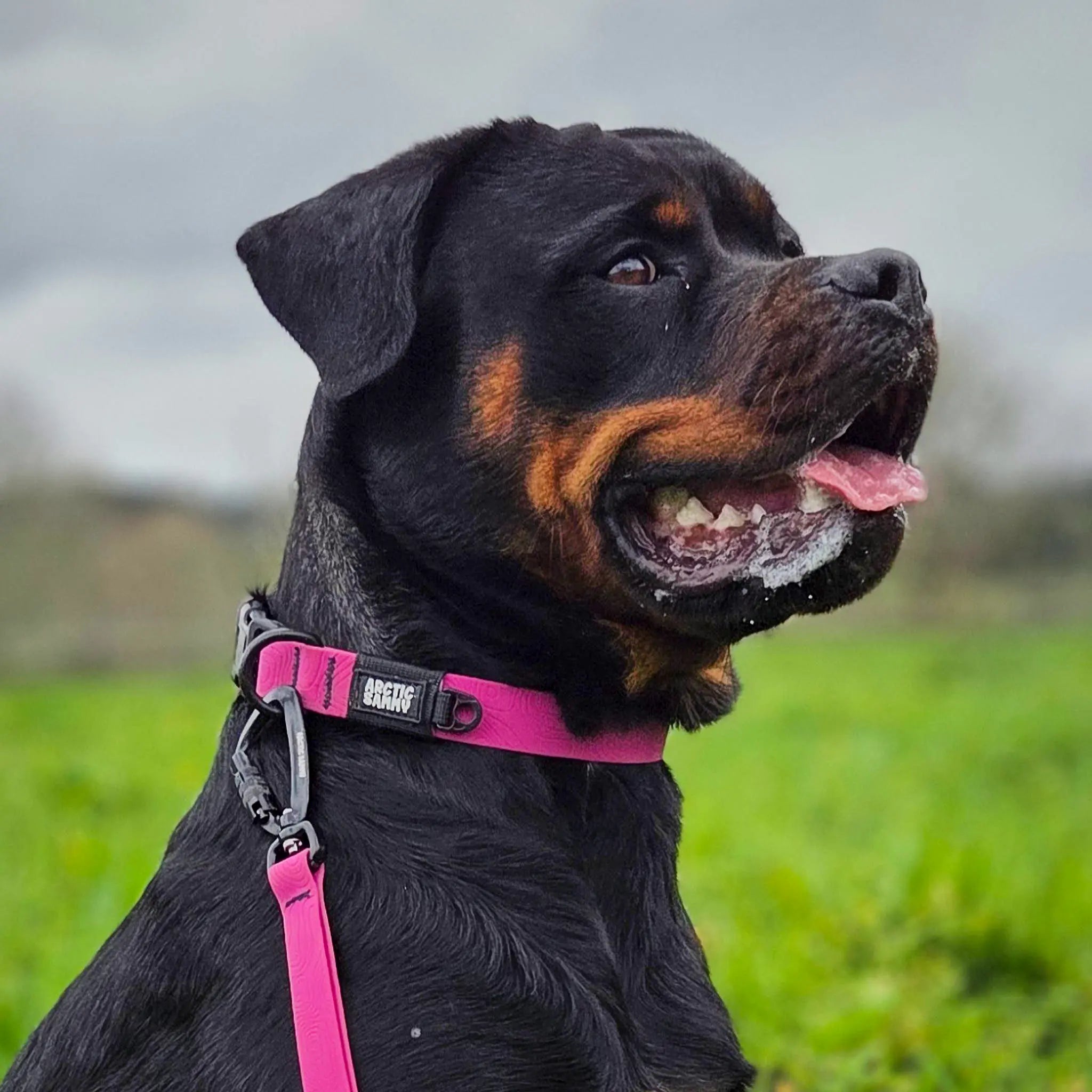Pink Terraflow Waterproof Dog Collar