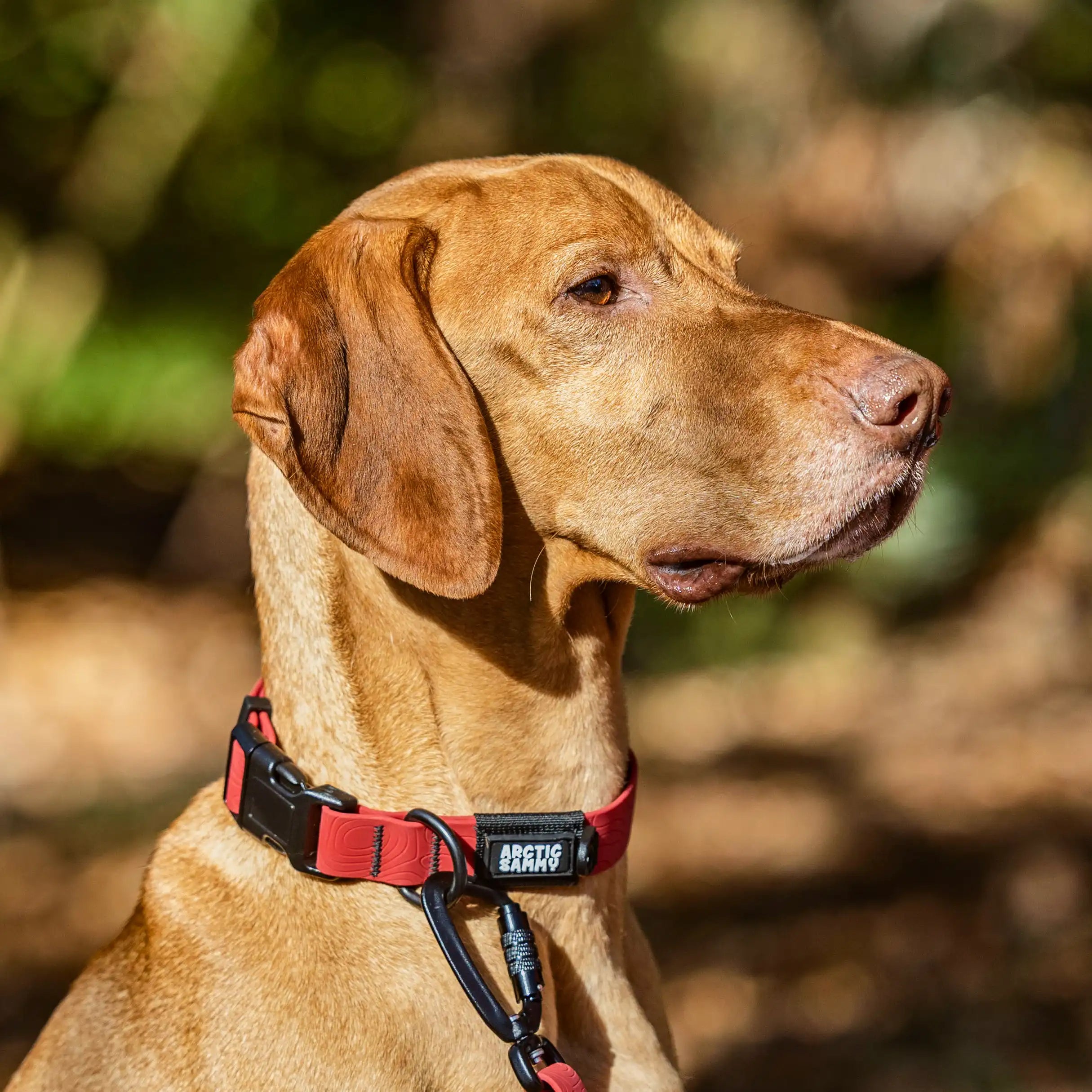 Ruby Red Terraflow Waterproof Dog Collar