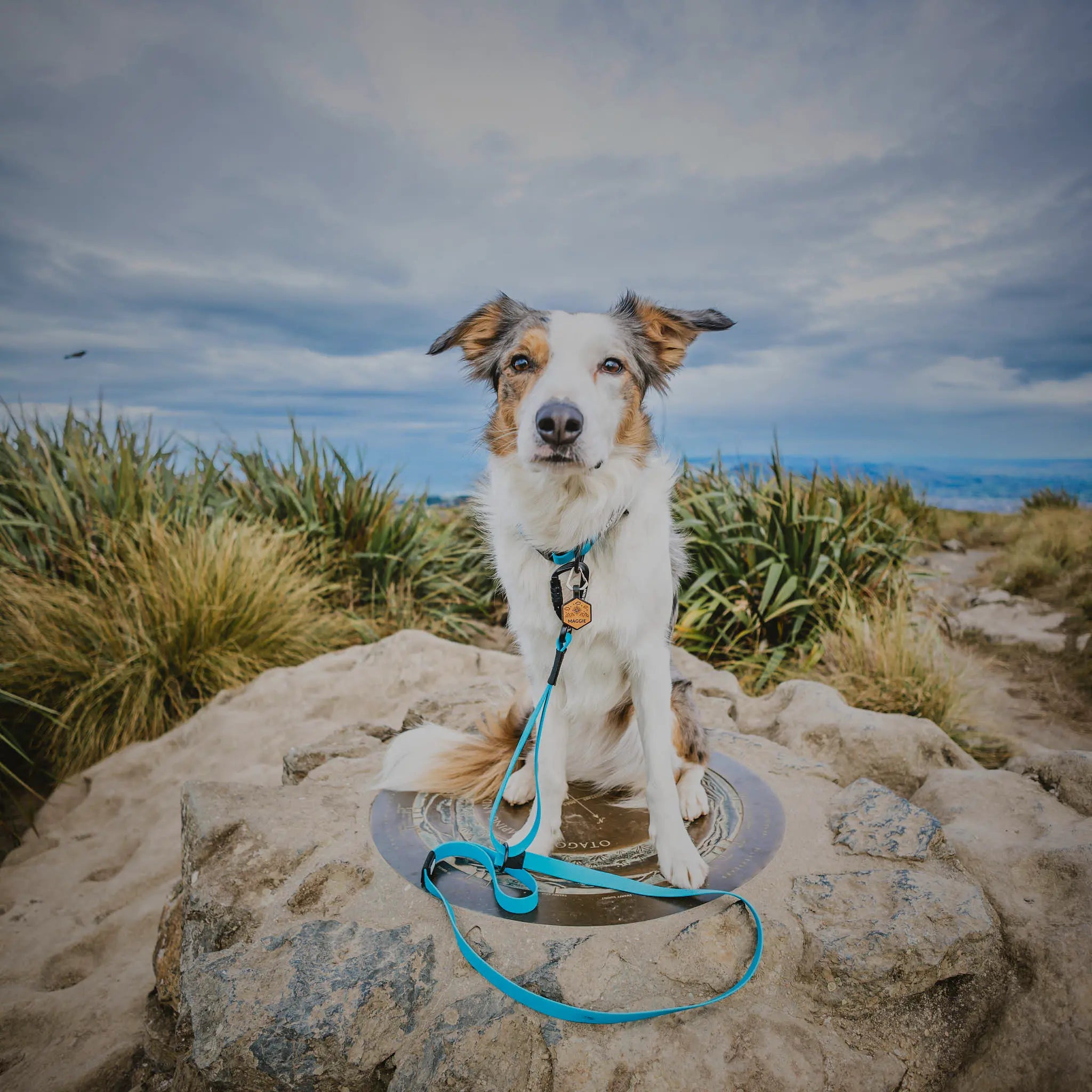 Teal Terraflow Waterproof Dog Collar