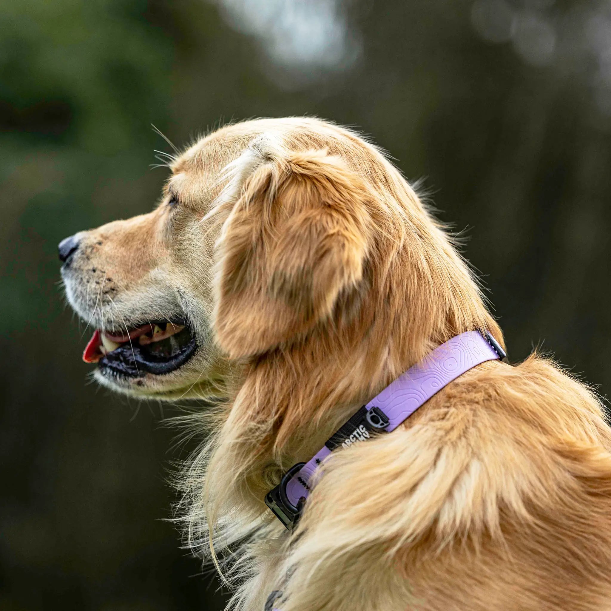 Lavender Terraflow Waterproof Dog Collar