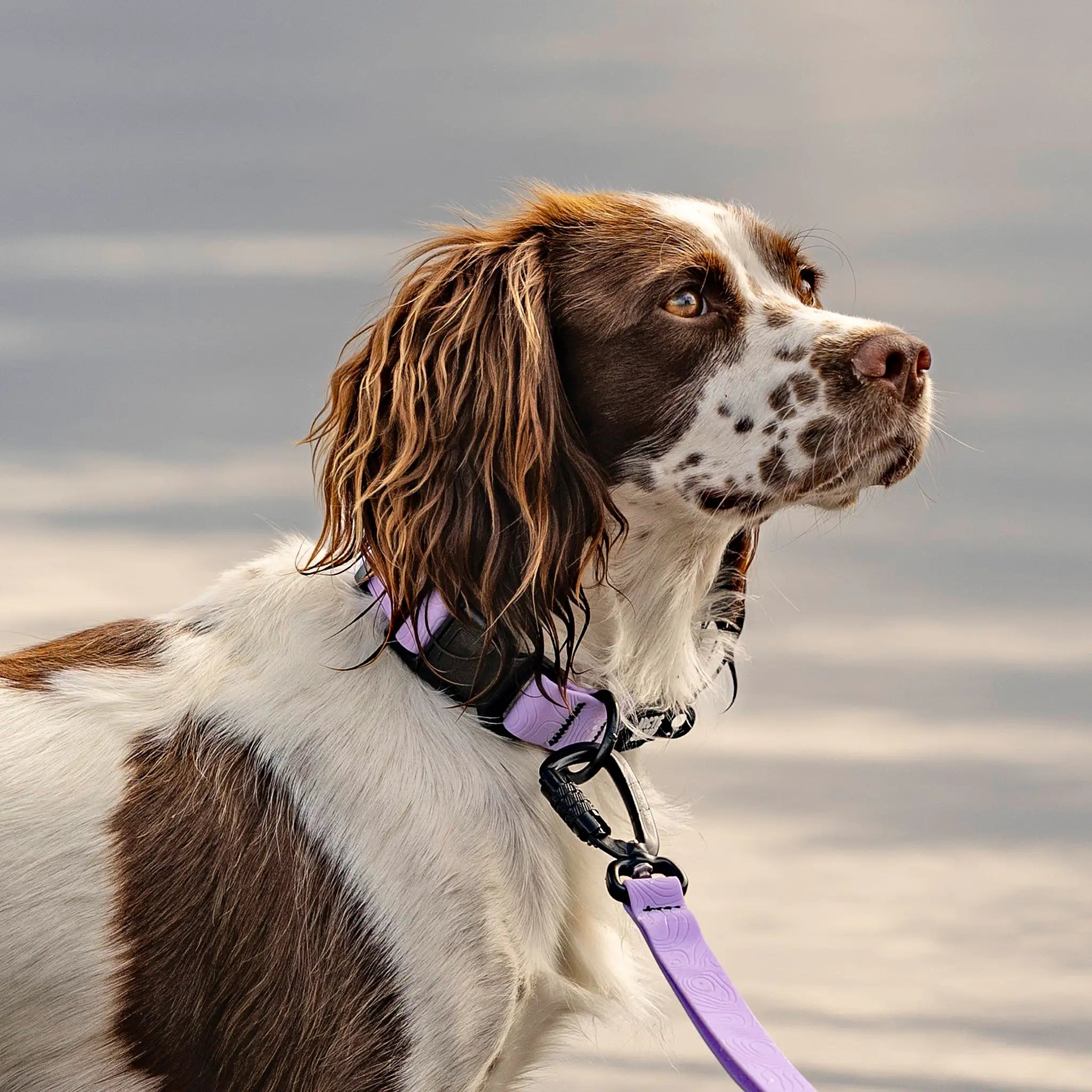 Lavender Terraflow Waterproof Dog Collar