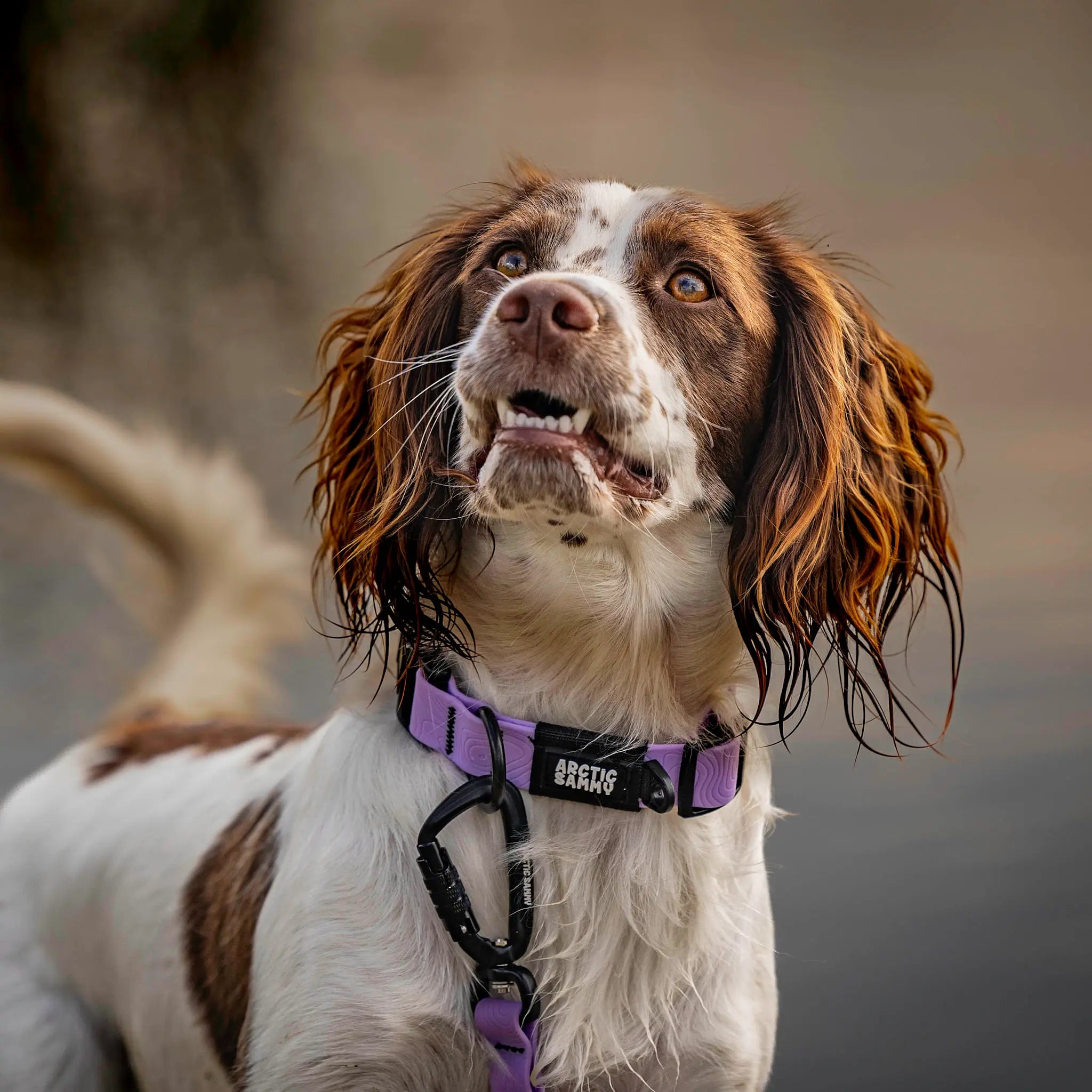 Lavender Terraflow Waterproof Dog Collar