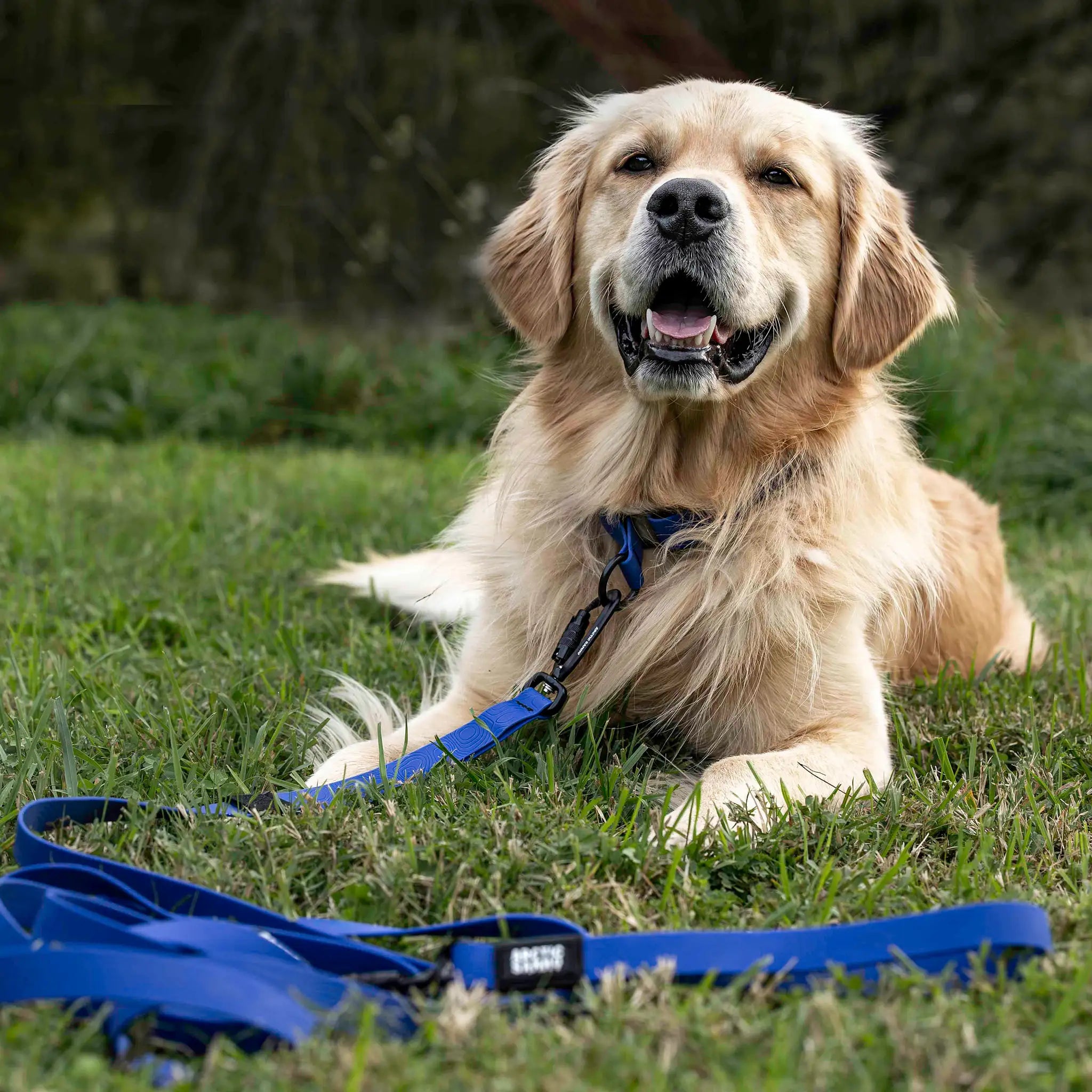 Navy Blue Terraflow Long Line Dog Leash
