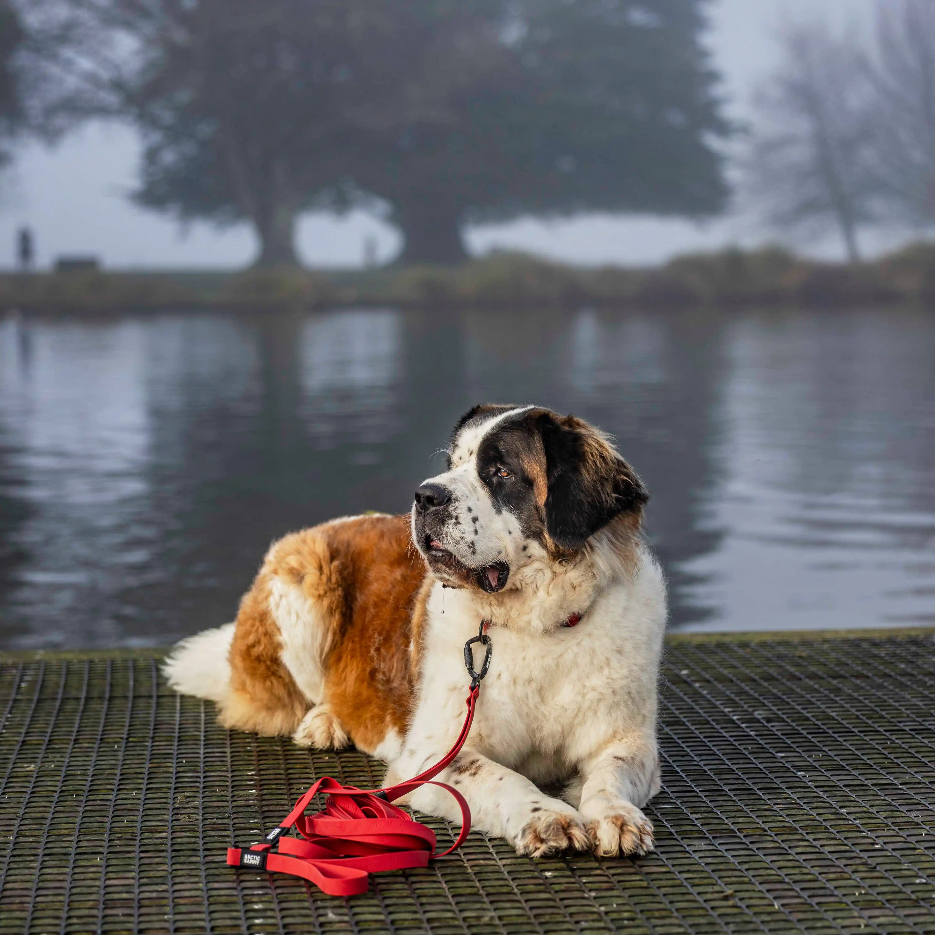 Ruby Red Terraflow Long Line Dog Leash