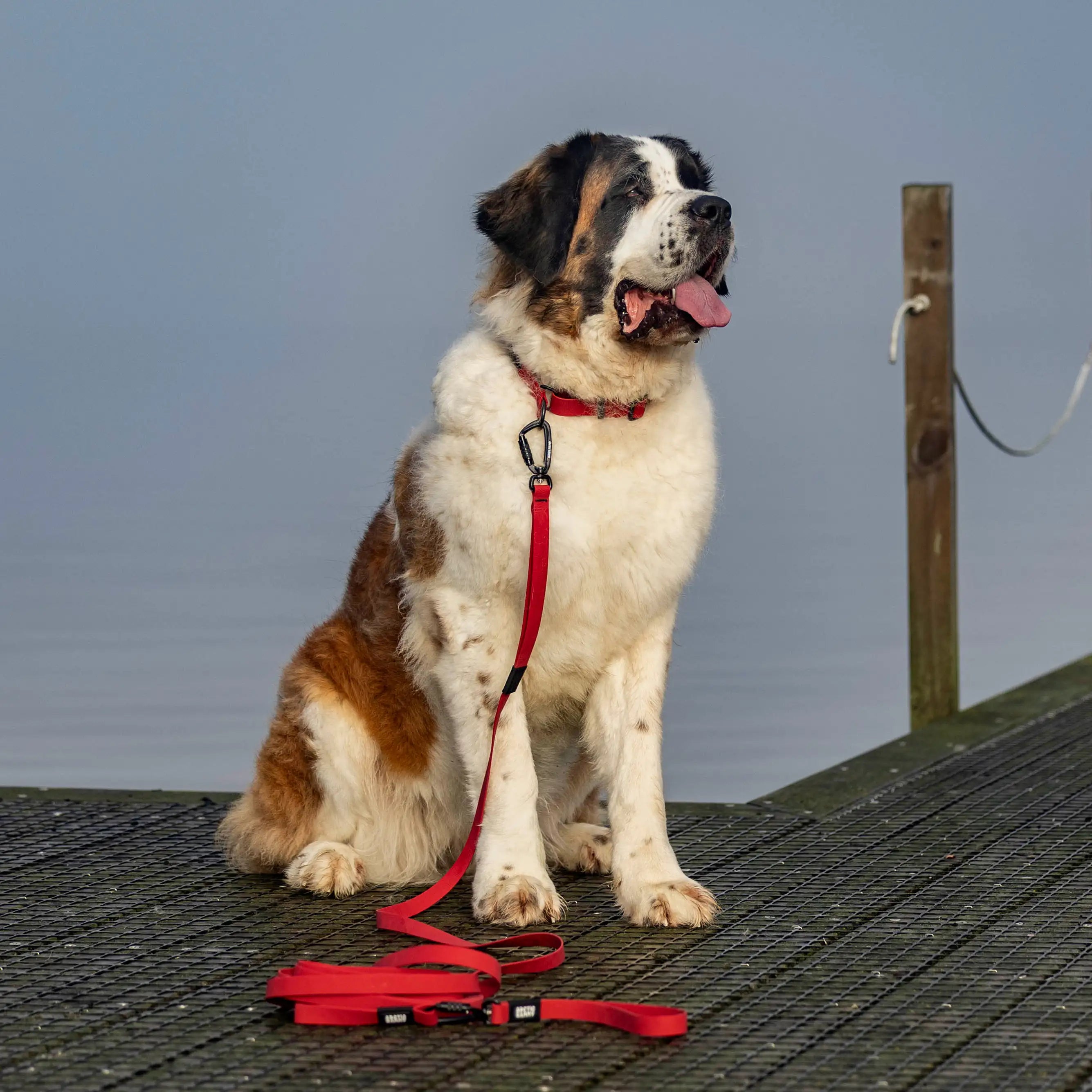 Ruby Red Terraflow Long Line Dog Leash
