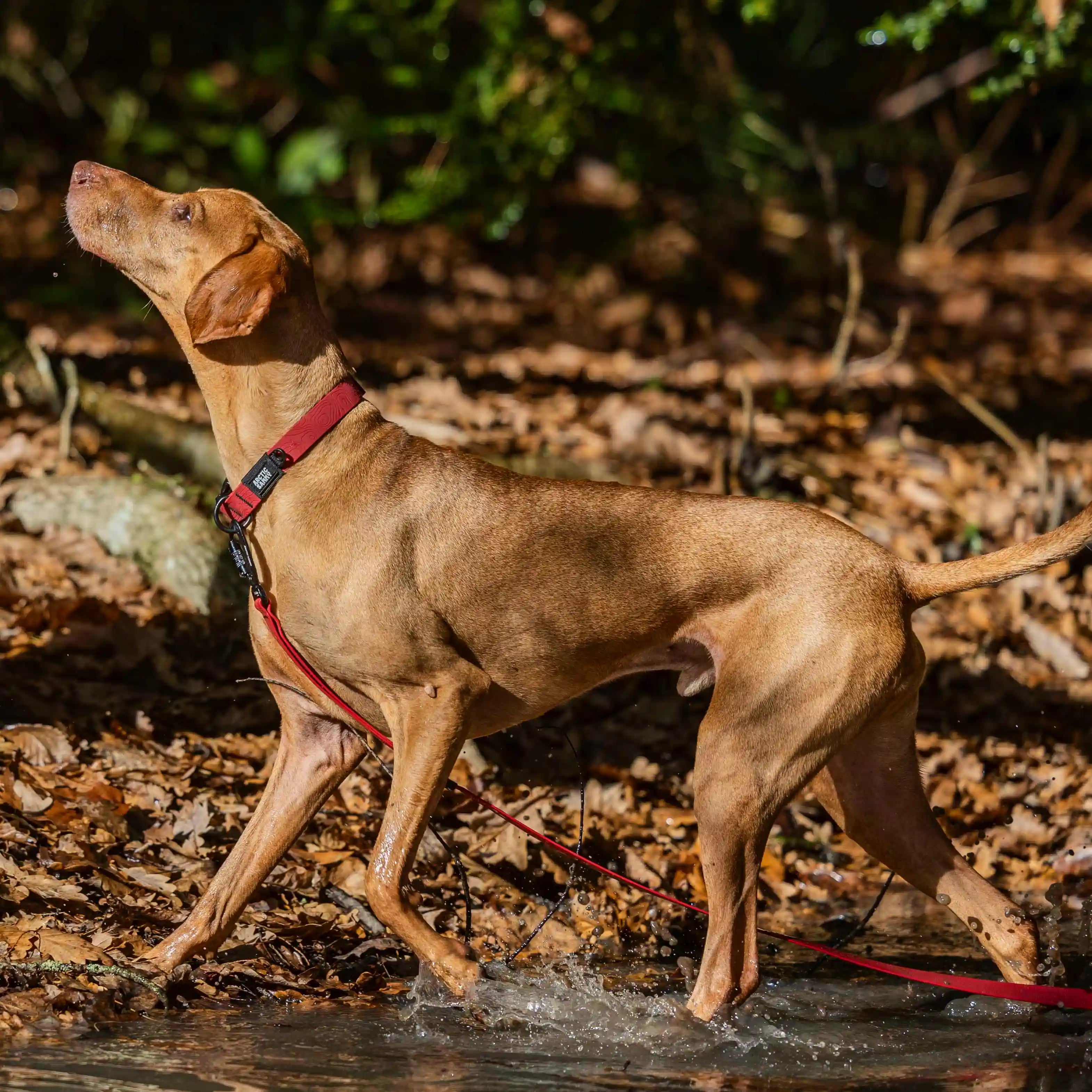 Ruby Red Terraflow Long Line Dog Leash