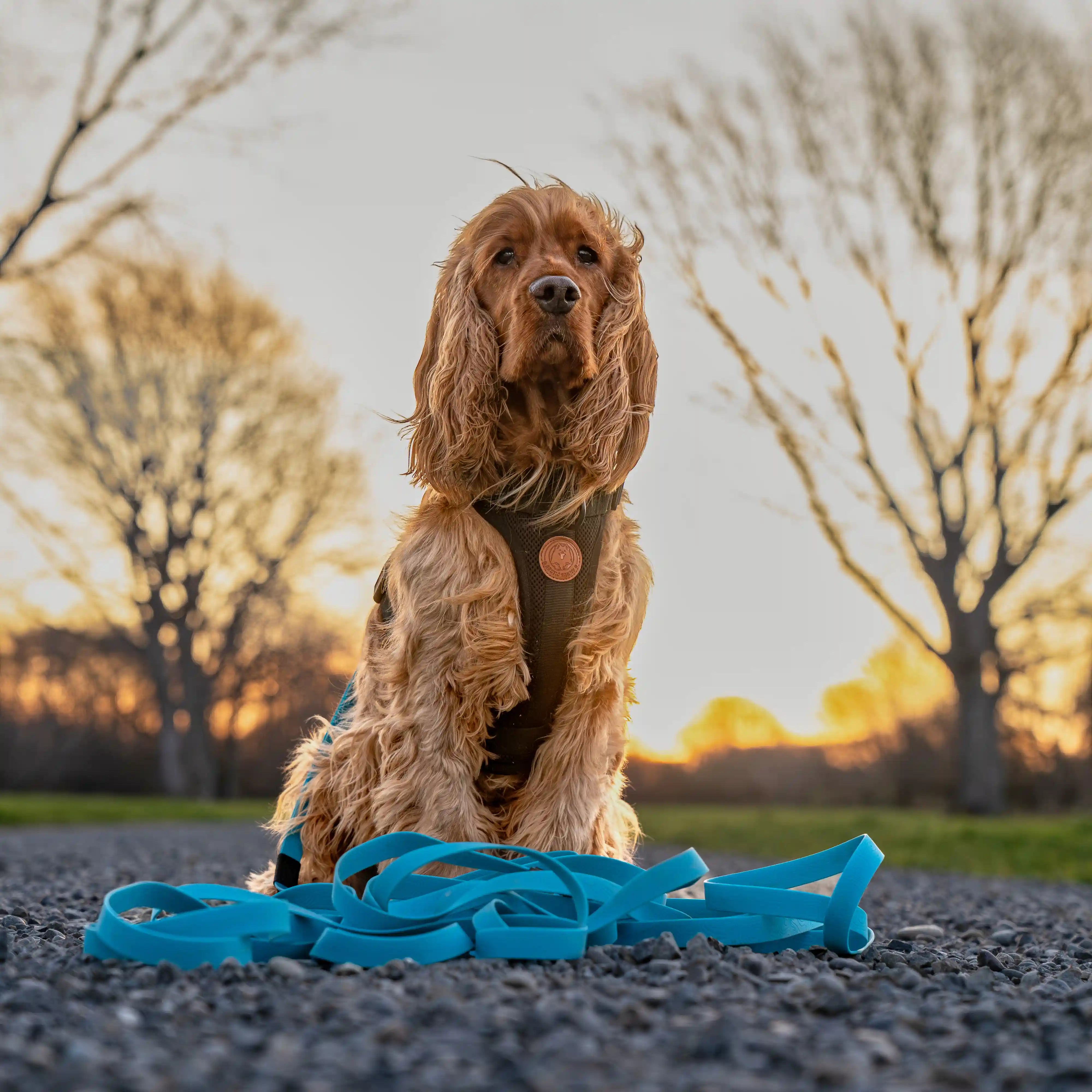 Teal Terraflow Long Line Dog Leash
