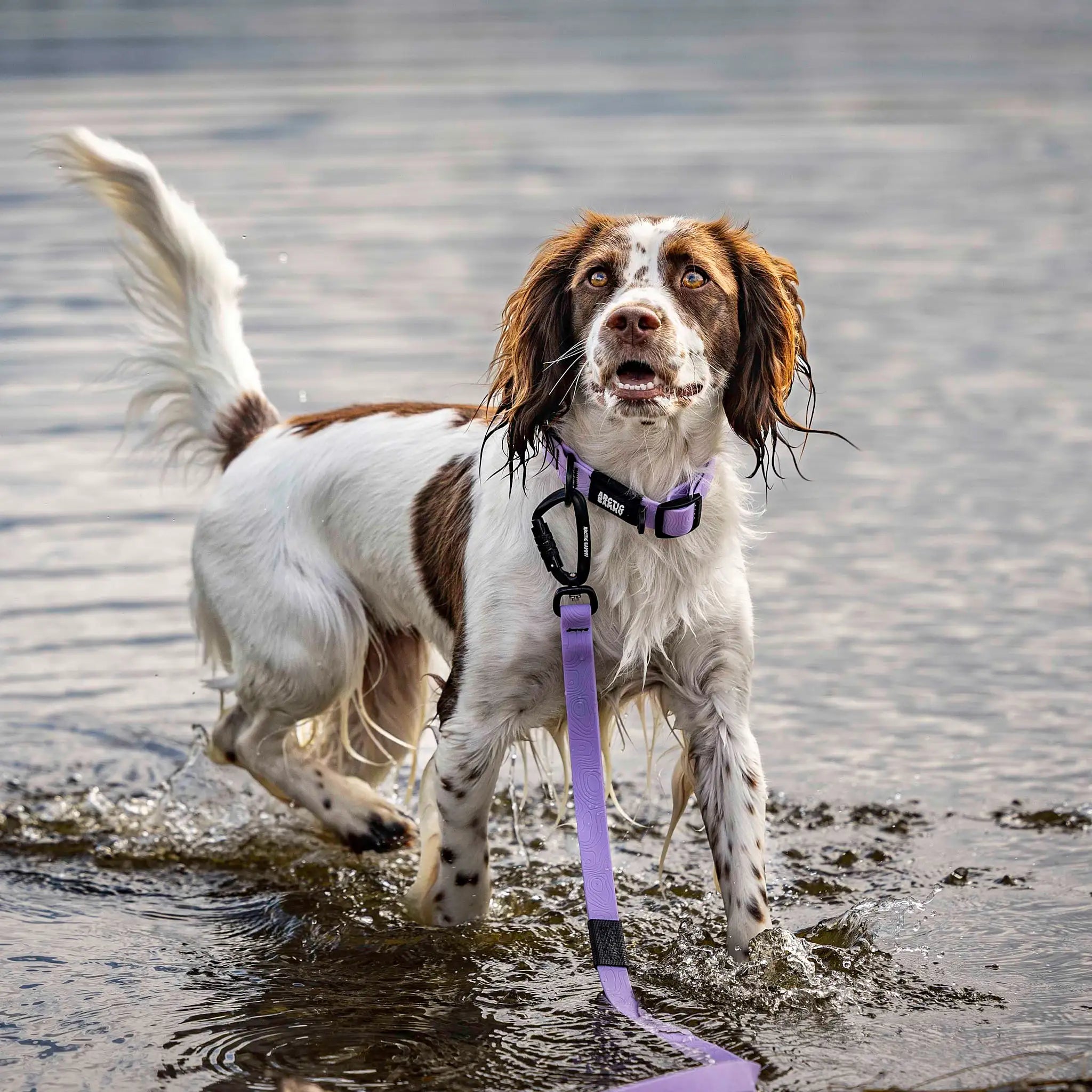 Lavender Terraflow Long Line Dog Leash