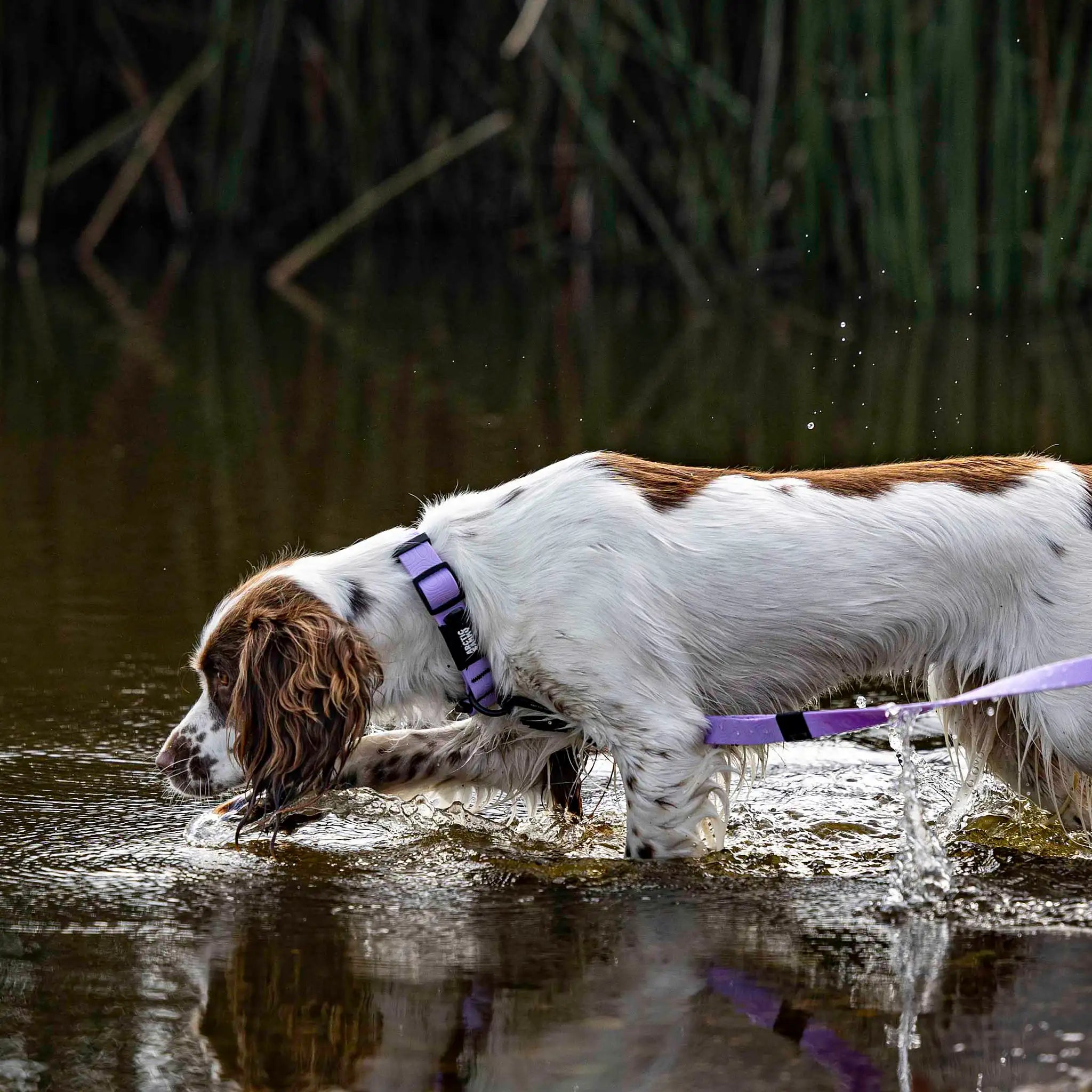 Lavender Terraflow Long Line Dog Leash