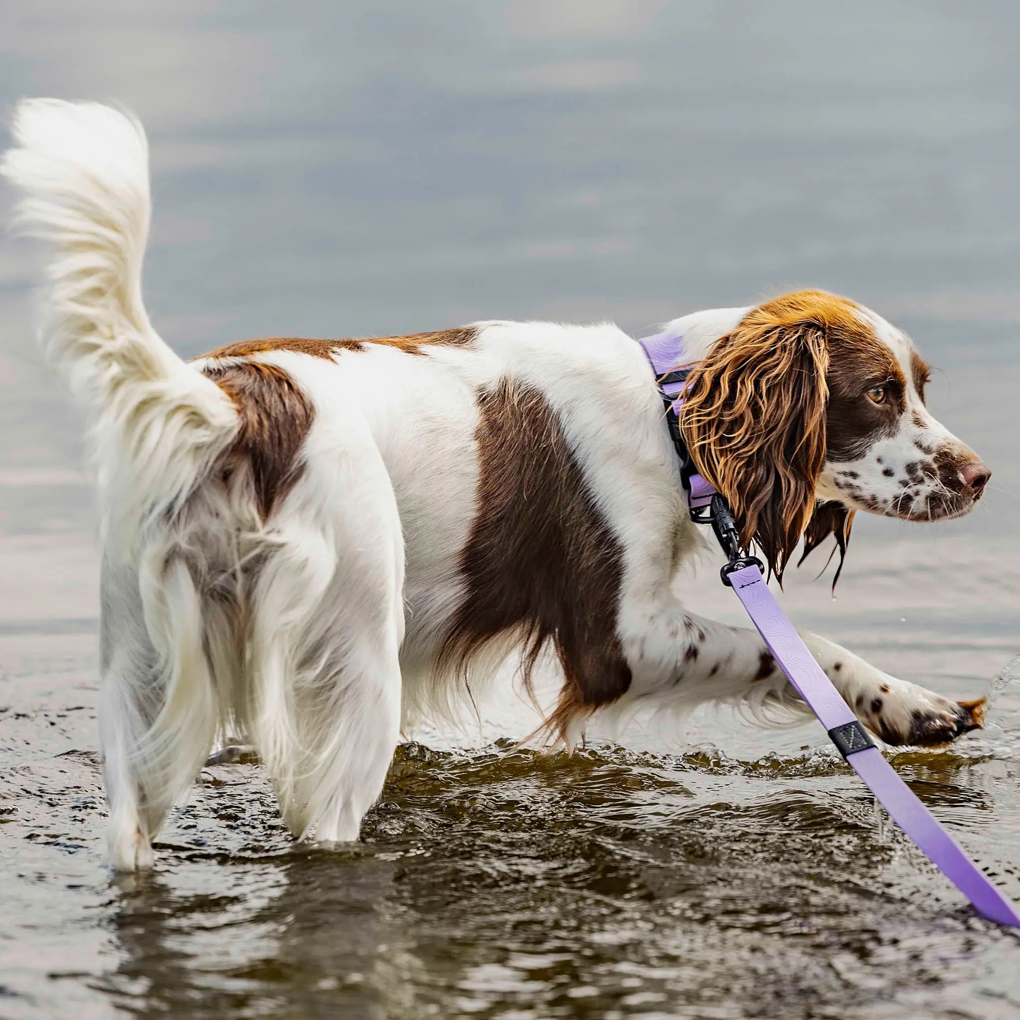 Lavender Terraflow Long Line Dog Leash