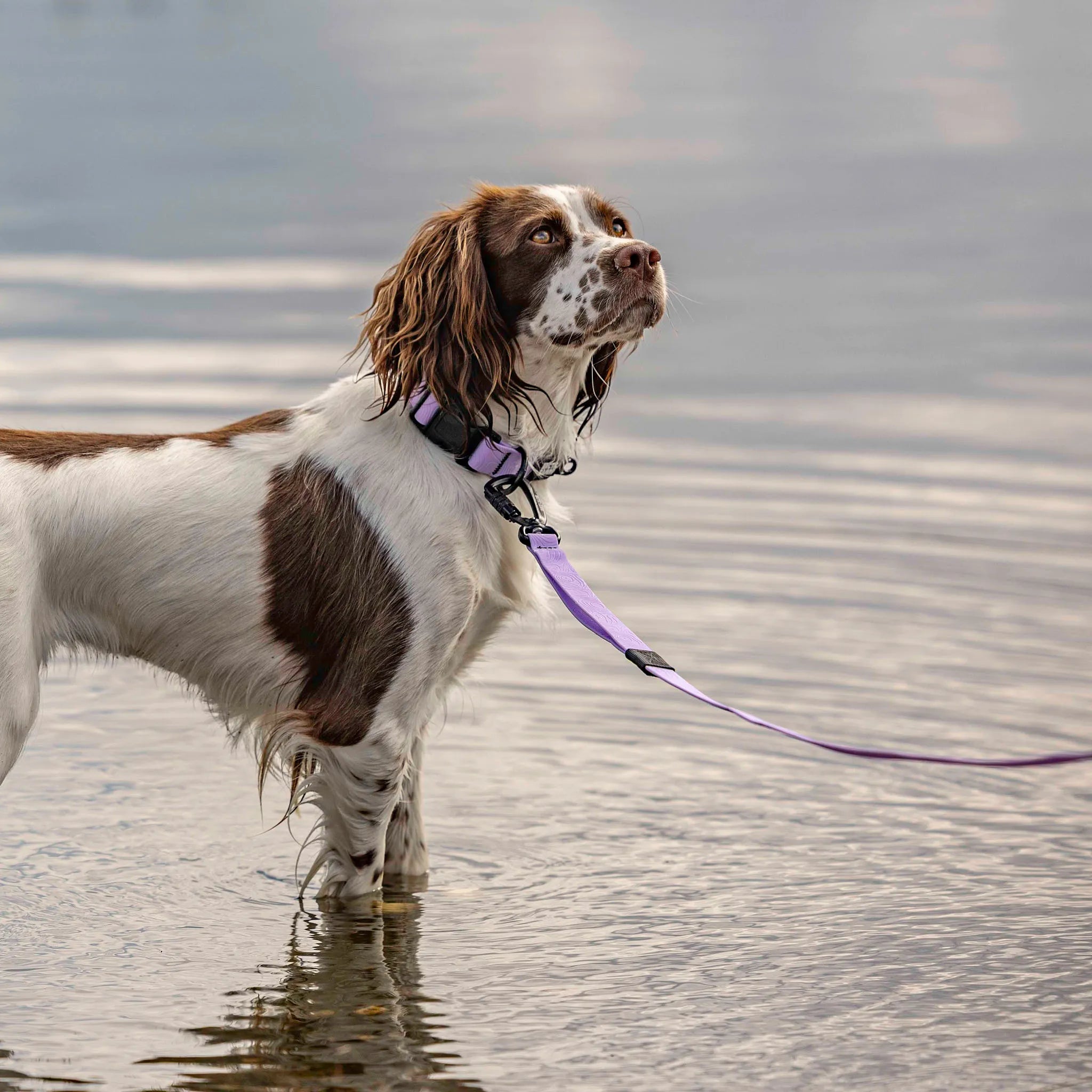 Lavender Terraflow Long Line Dog Leash