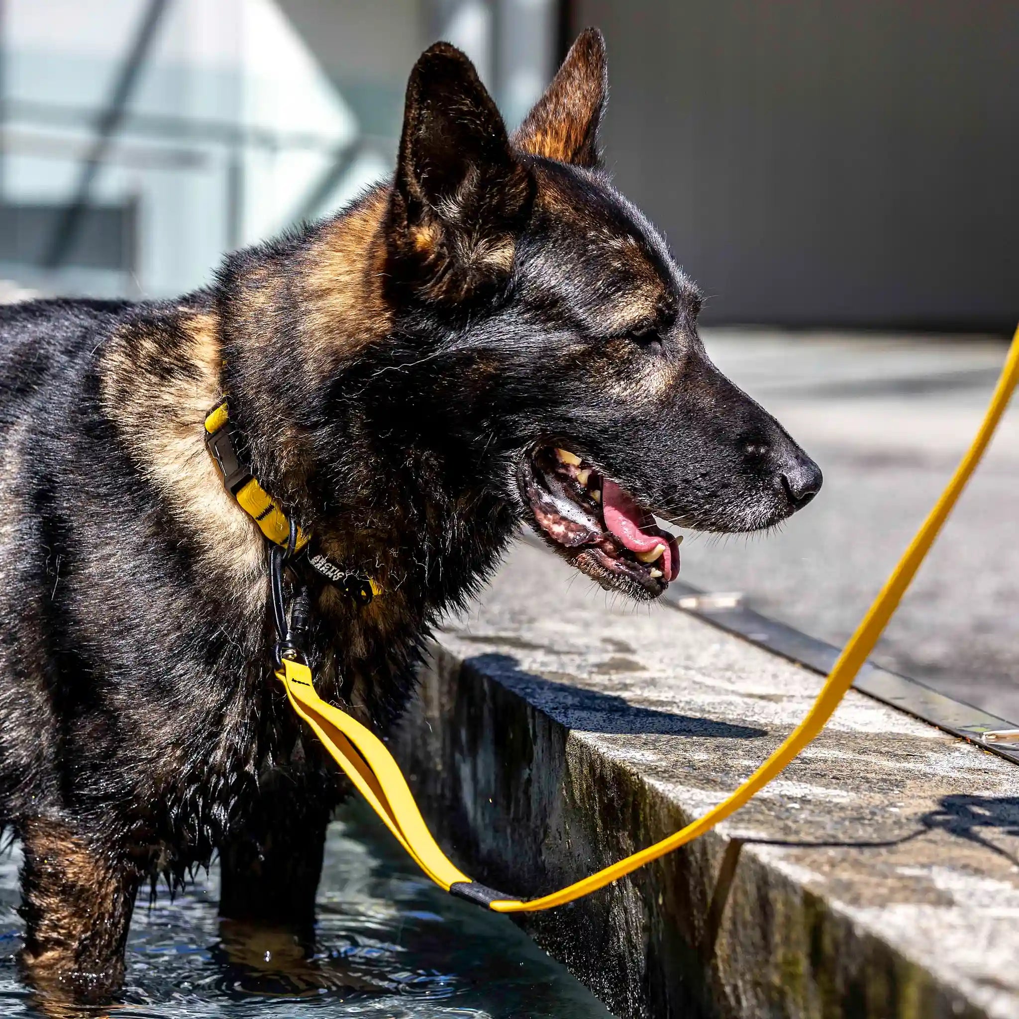 Mustard Yellow Terraflow Long Line Dog Leash