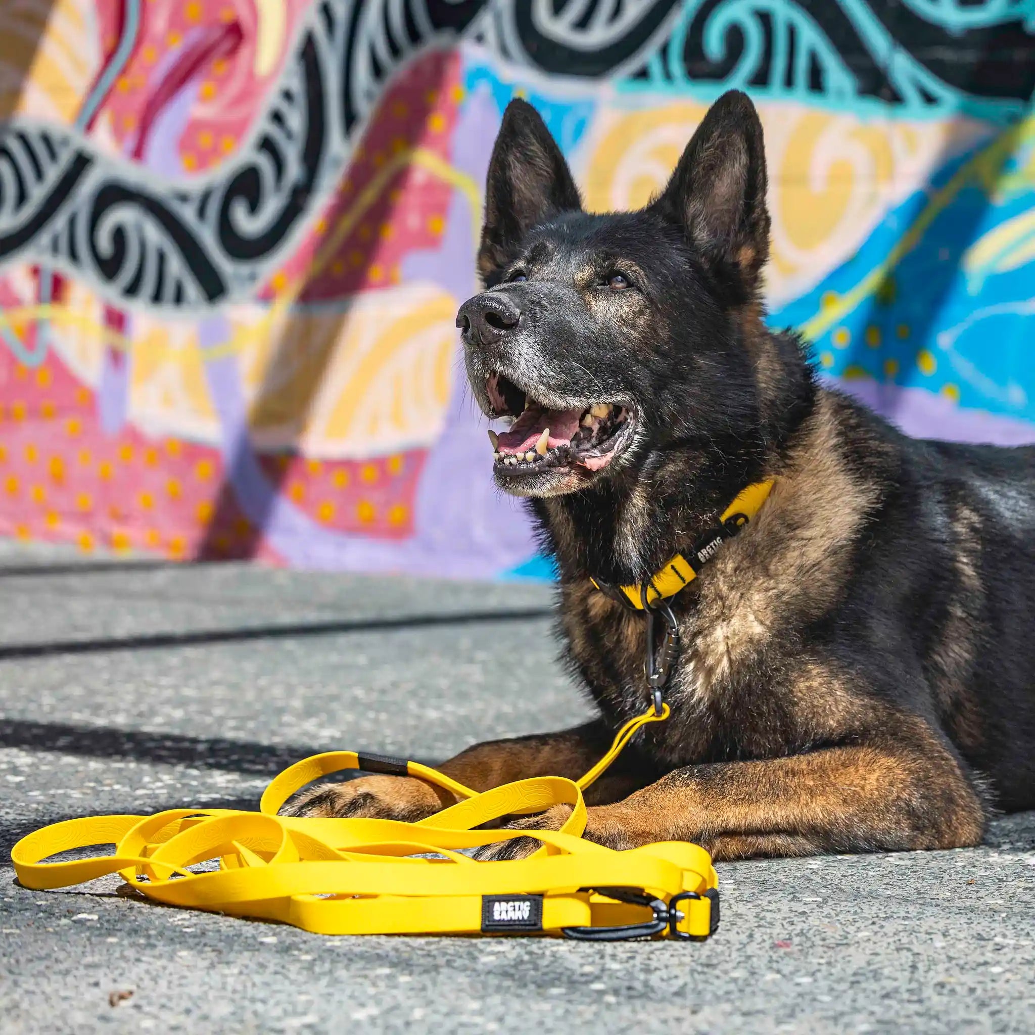 Mustard Yellow Terraflow Long Line Dog Leash