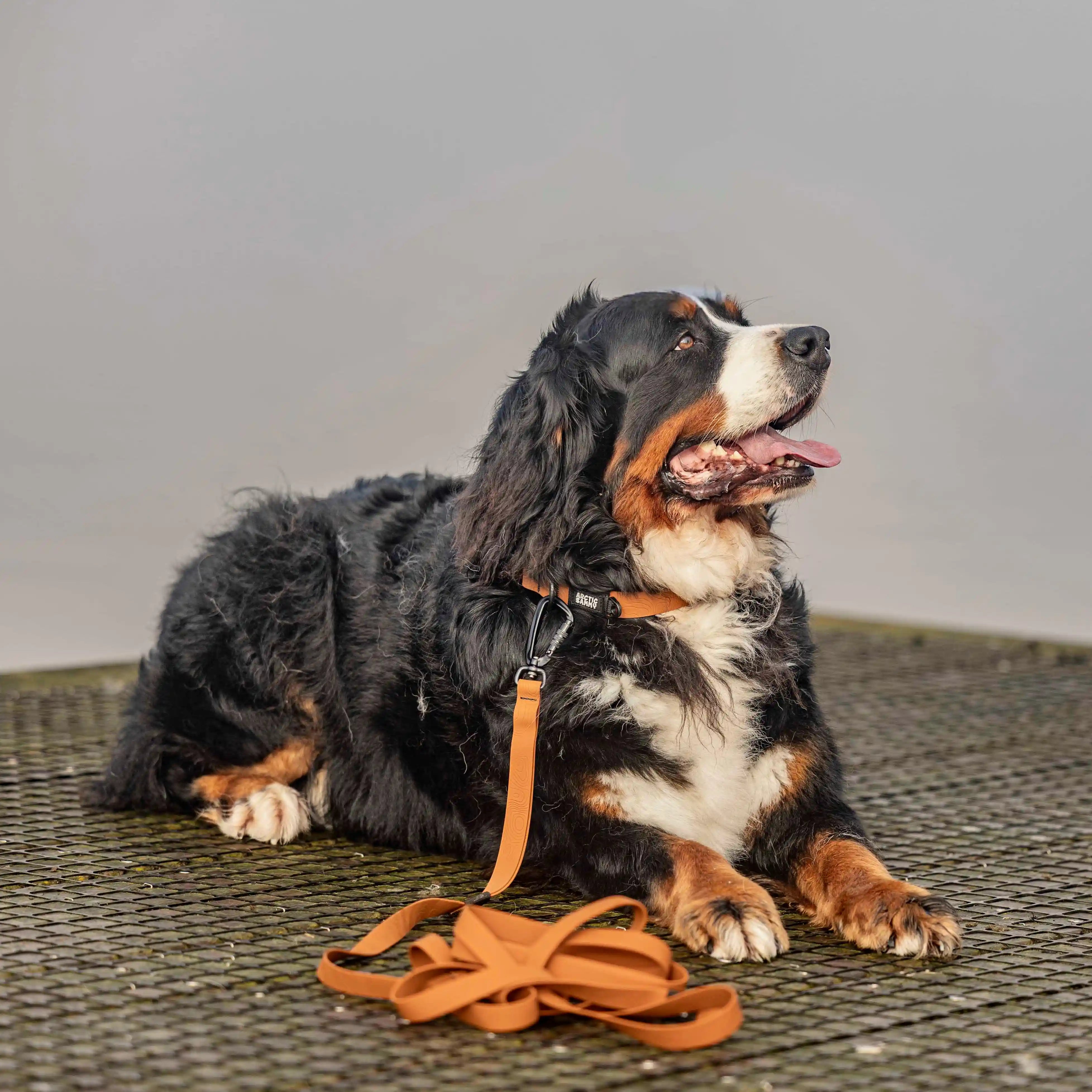 Toffee Brown Terraflow Long Line Dog Leash