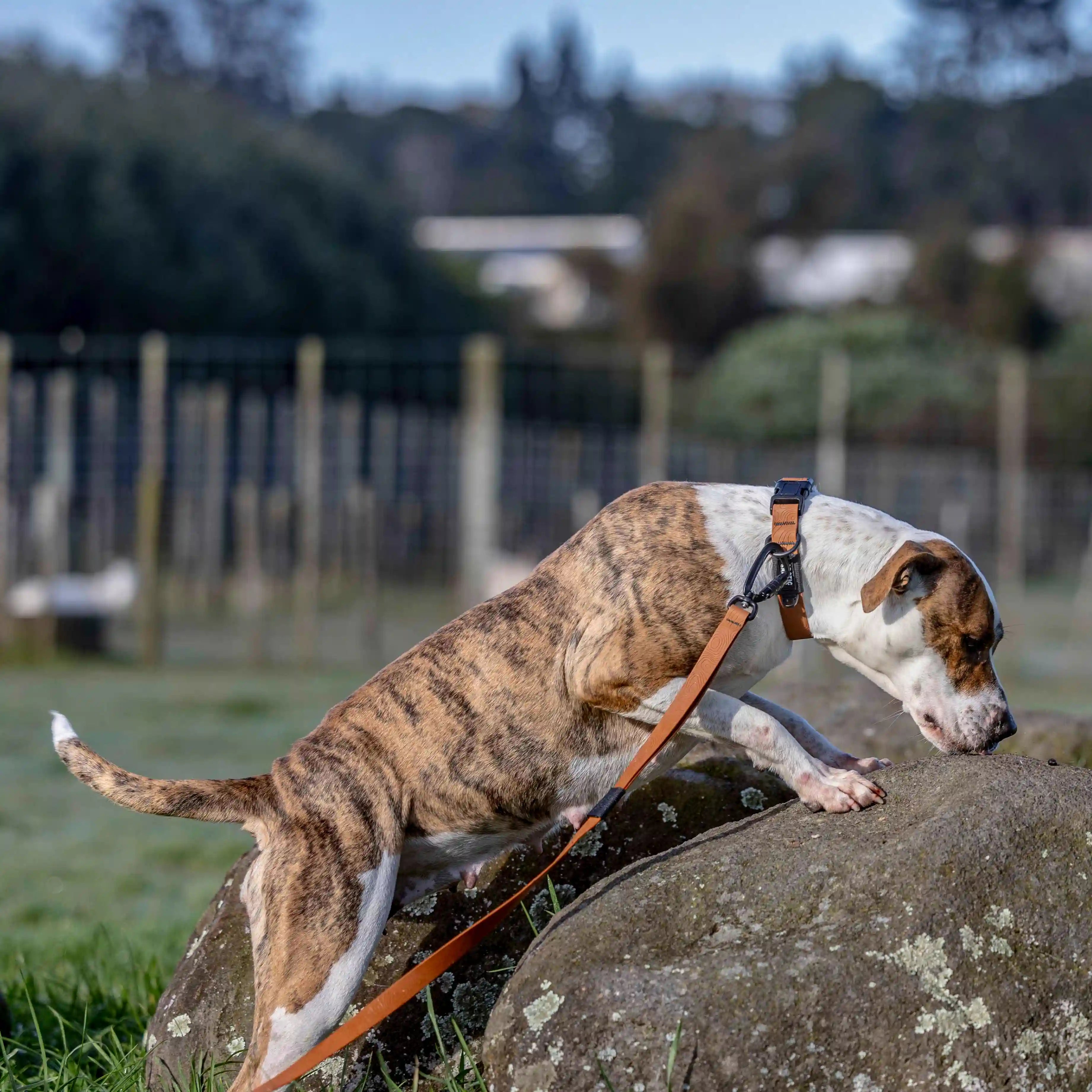 Toffee Brown Terraflow Long Line Dog Leash