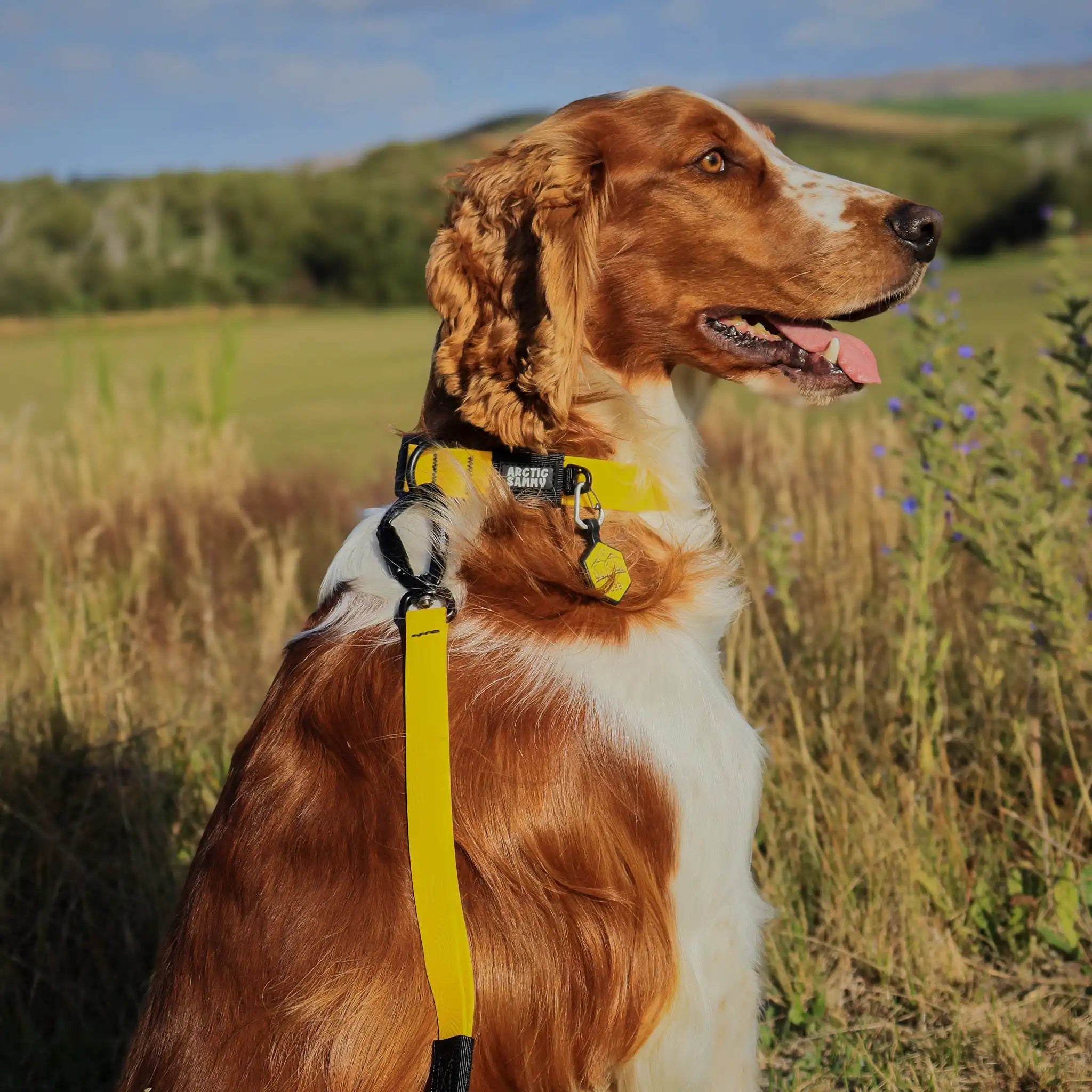 Mustard Yellow Terraflow Waterproof Dog Collar