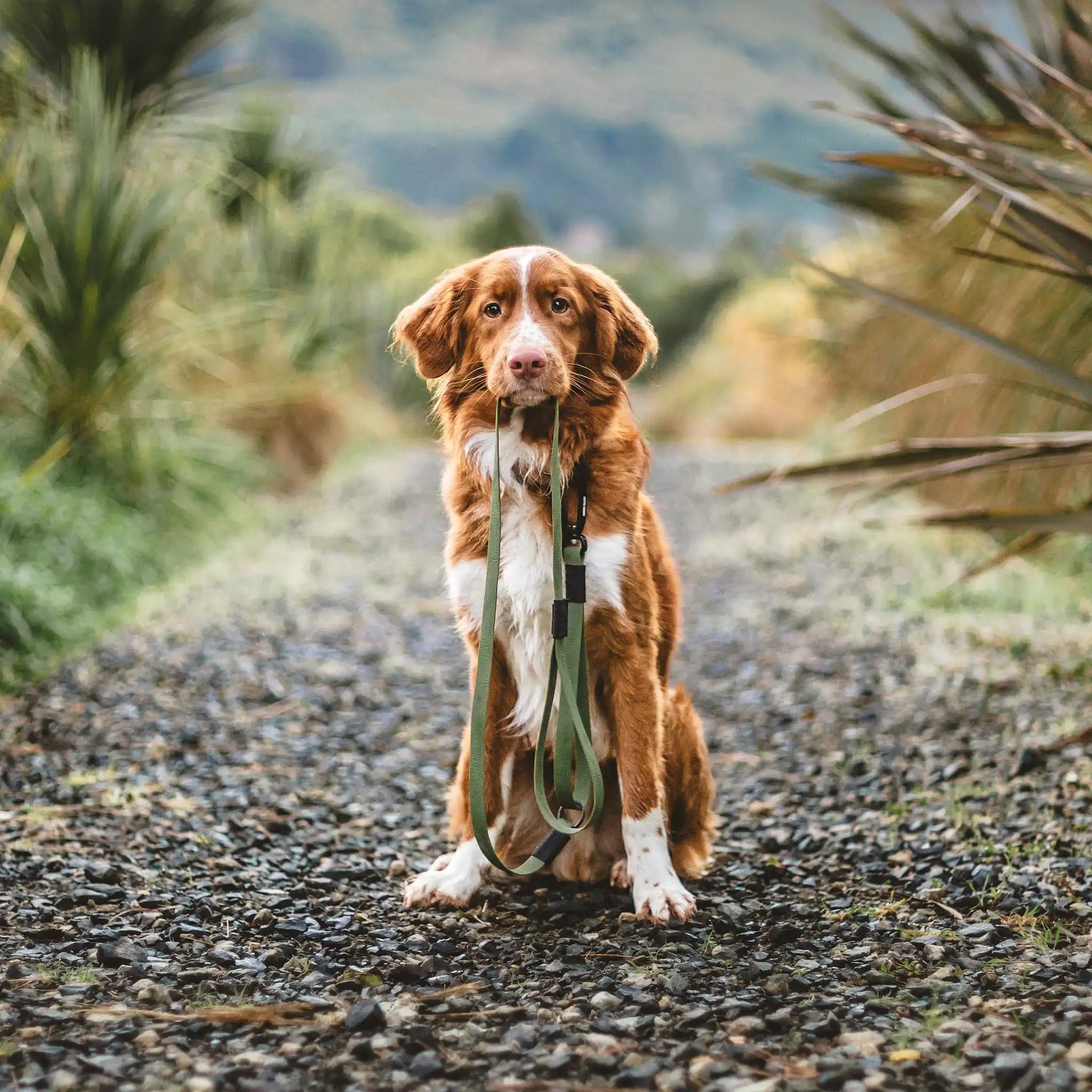 Olive Terraflow Traffic Handle Leash