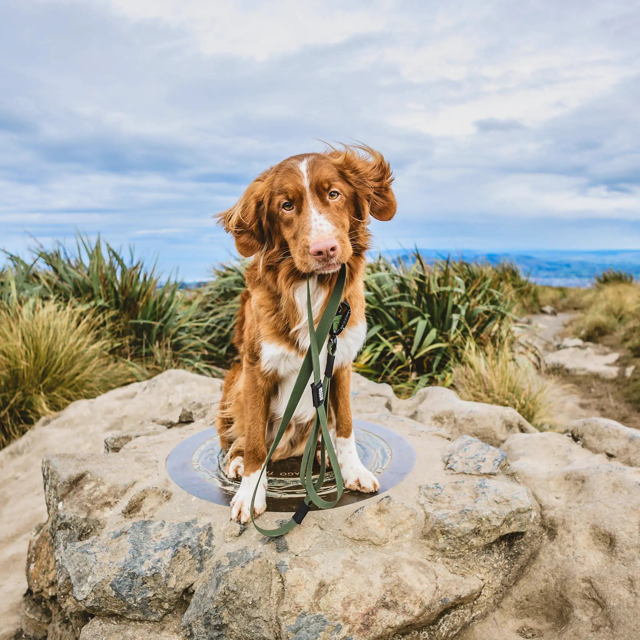 Olive Terraflow Traffic Handle Leash