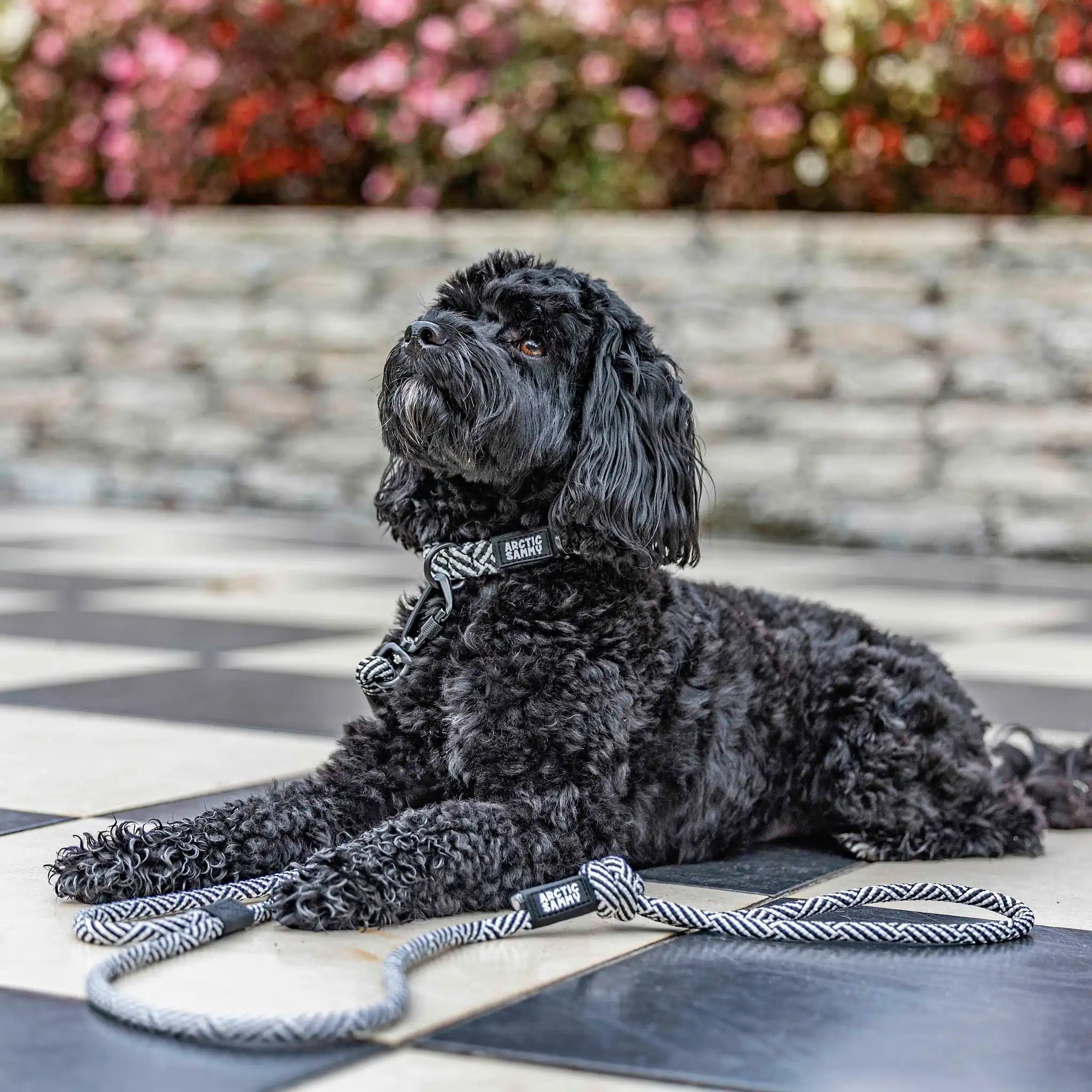 Aoraki Rope Dog Leash with Traffic Handle
