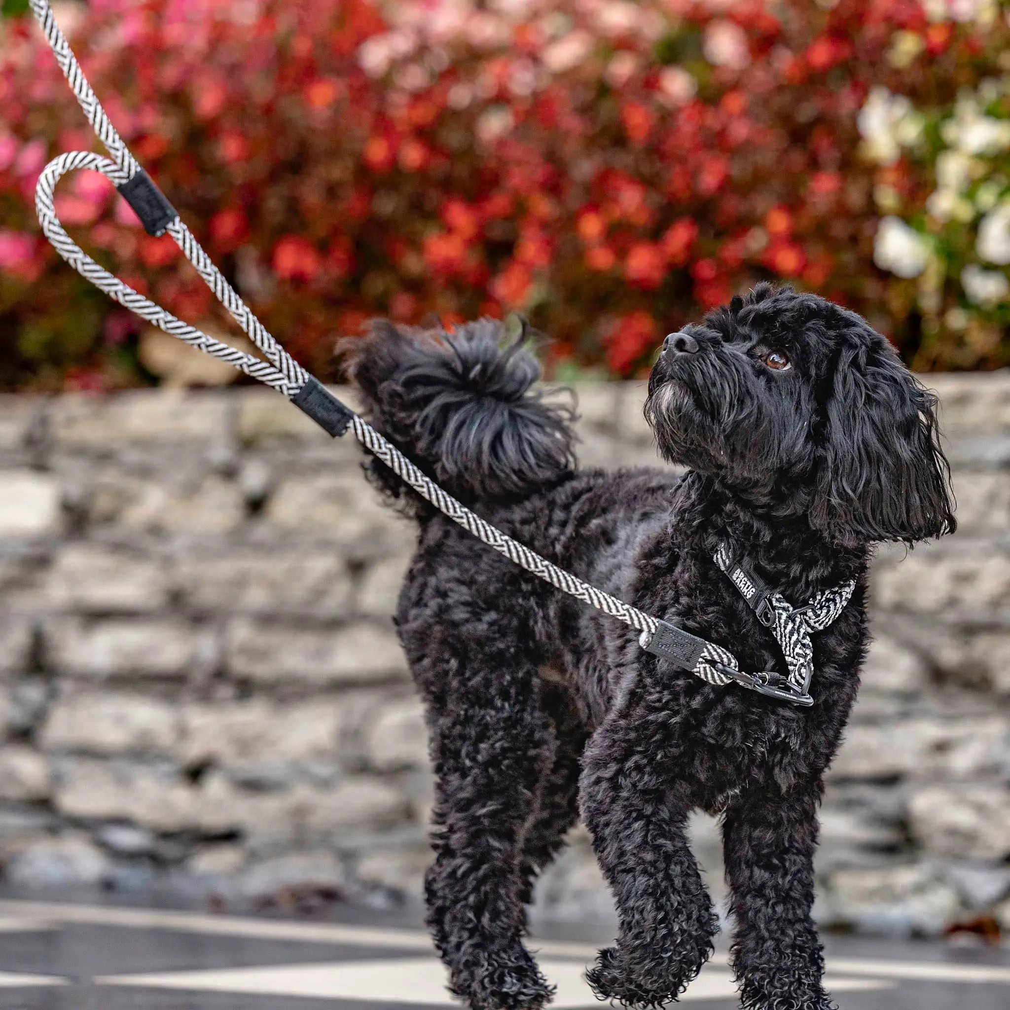 Aoraki Rope Dog Leash with Traffic Handle
