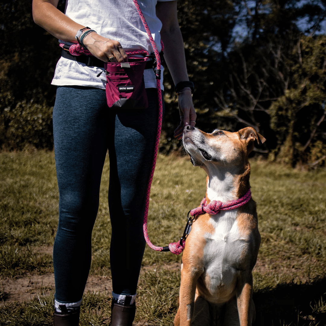 handsfree dog leash