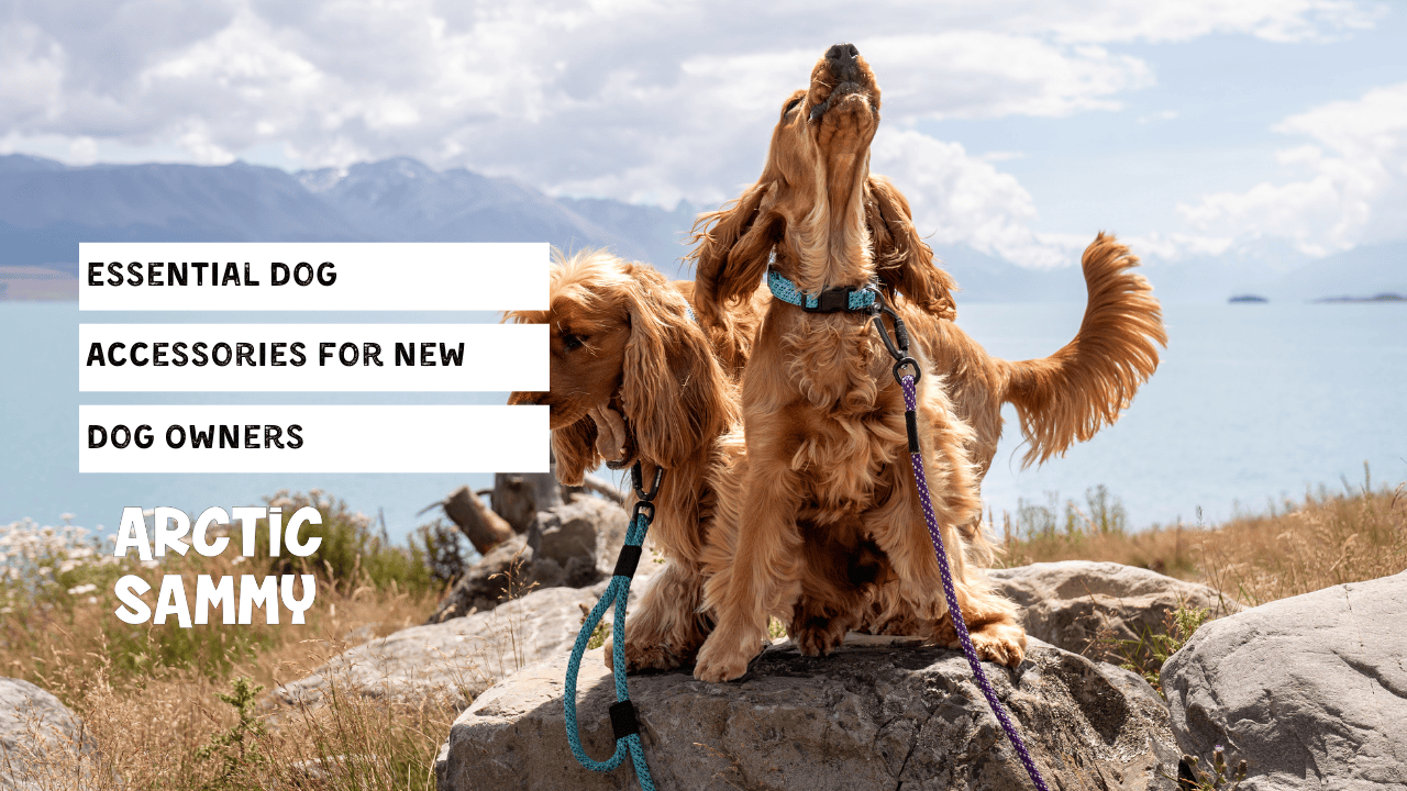 Essential Dog Accessories for New Dog Owners