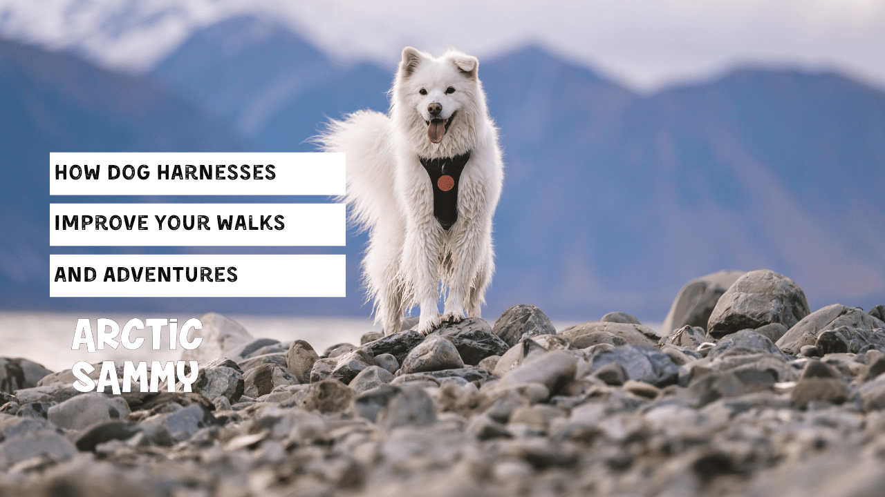 How Dog Harnesses Improve Your Walks and Adventures