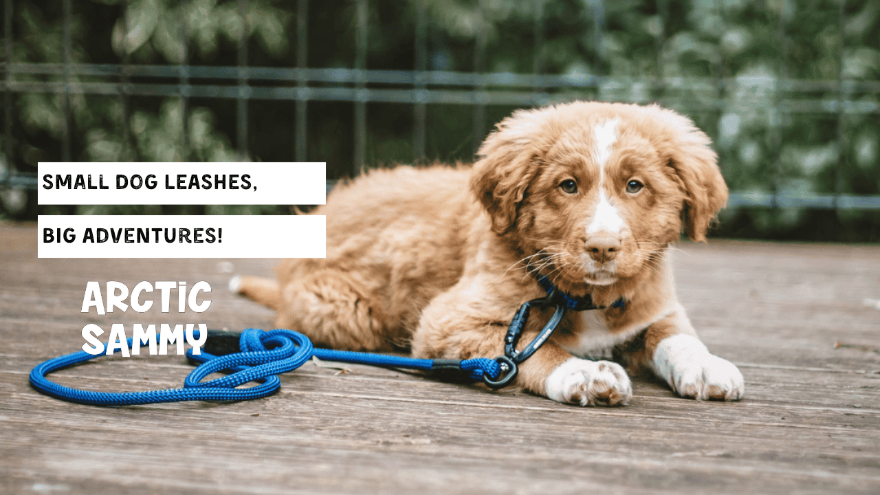 Small Dog Leashes, Big Adventures